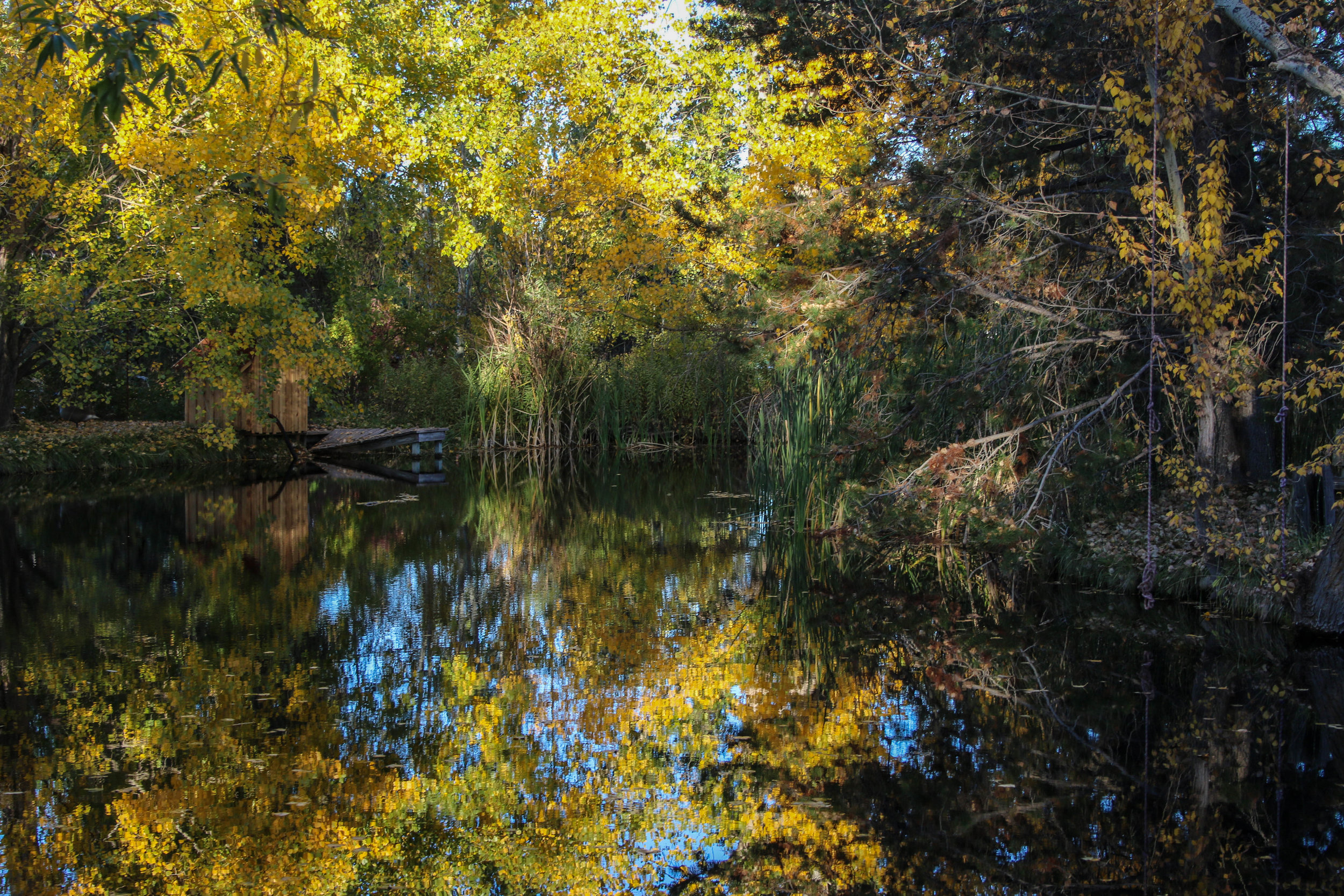 The nursery irrigation pond; Autumn 2016