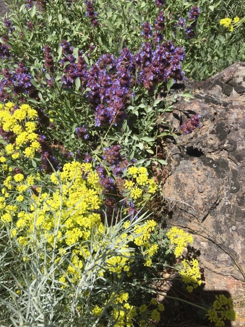 Salvia dorii & Eriogonum umbellatum in the front entry planting. Beautiful combination and completely unirrigated.