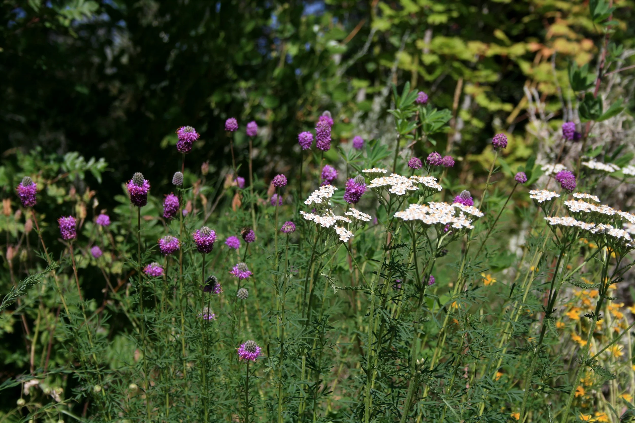 Dalea ornata - purple prairie clover