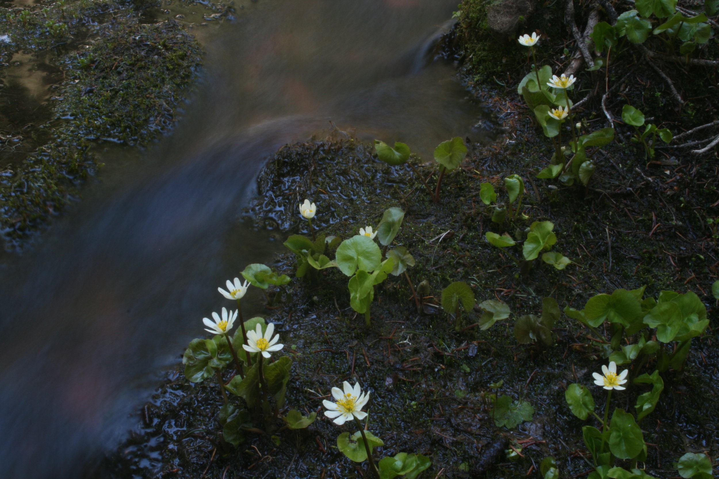 Caltha leptosepala - white marsh marigold