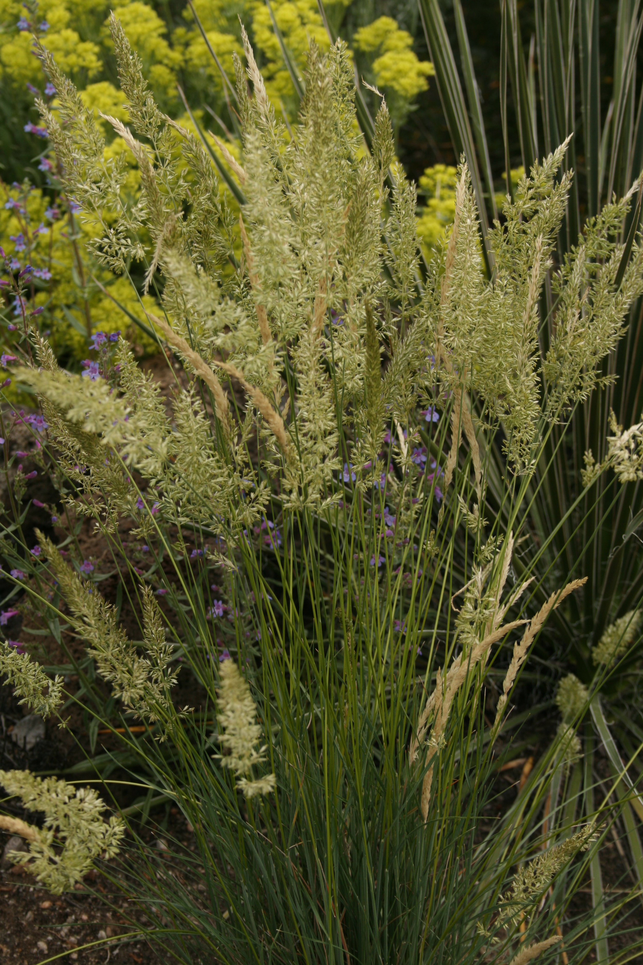 Koeleria macrantha - prairie Junegrass