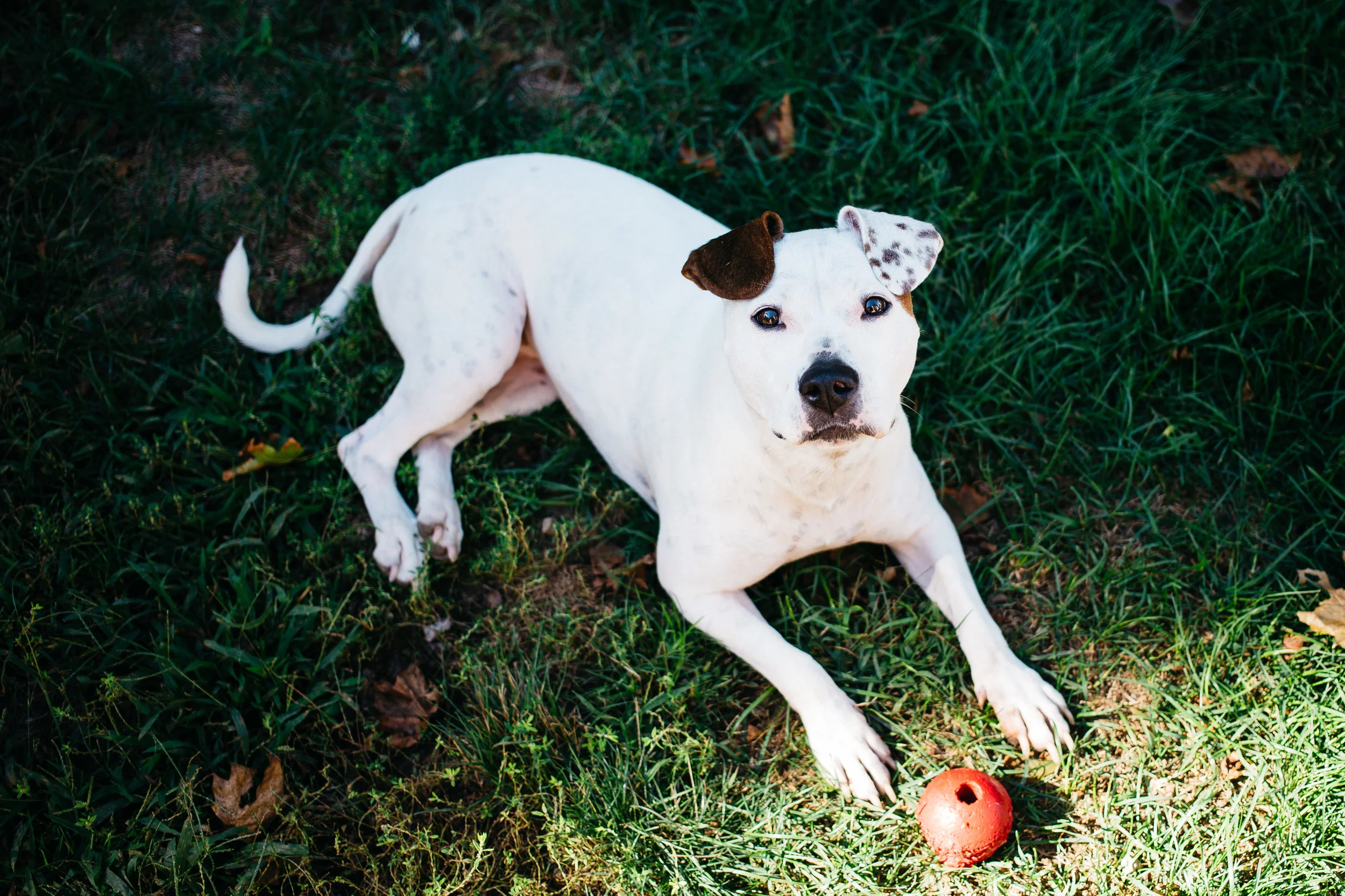 Lola the pit bull lays in the grass on the morning of September 22, 2016. Owners Cassie and Pete Leslie let us stay at their home for the evening after the show in Boston. P.S. Thanks to you both!