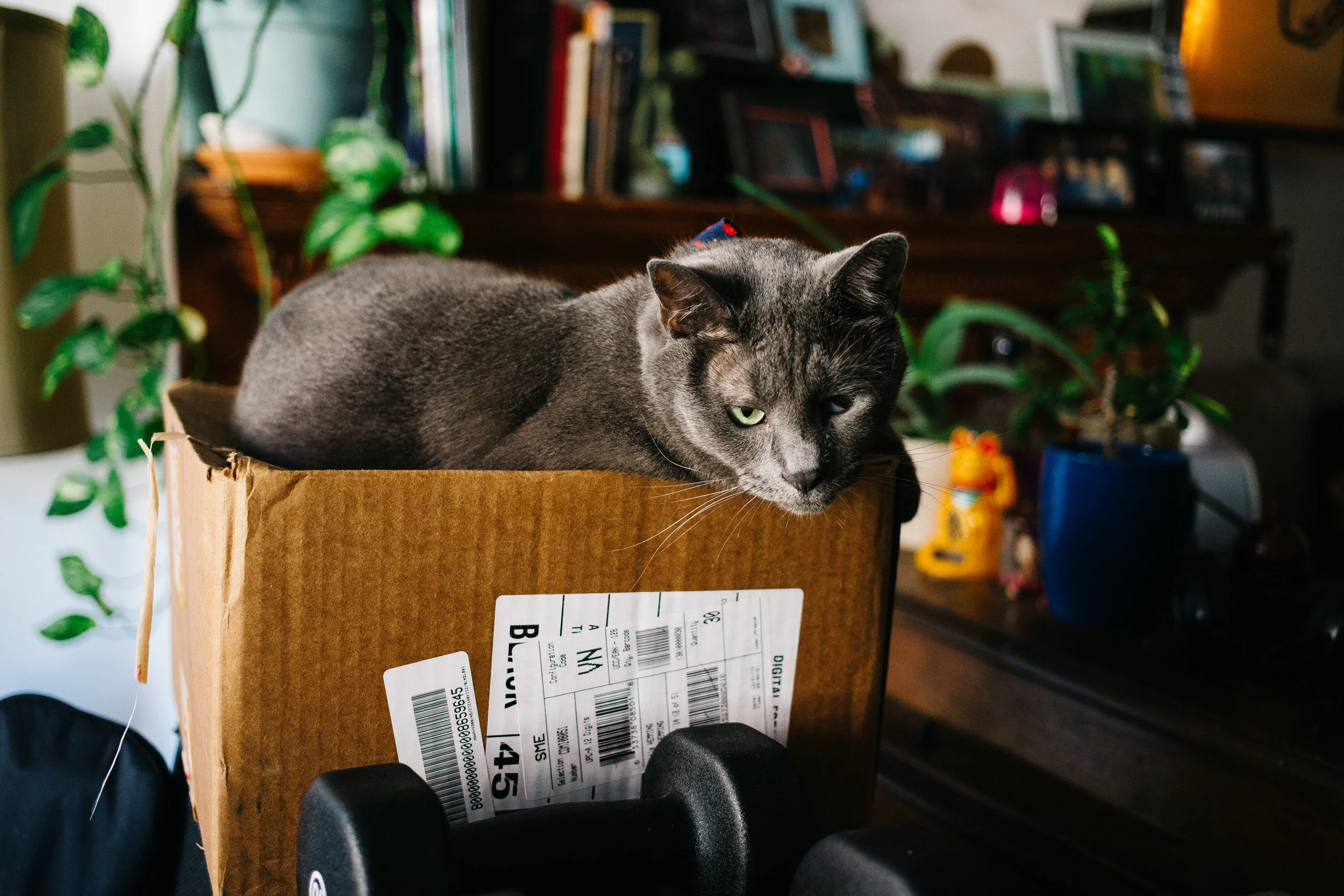 PS2 (the cat) sits in a box that morning of September 23, 2016. The cat strutted around the house and lazed about as we hung out that day. 