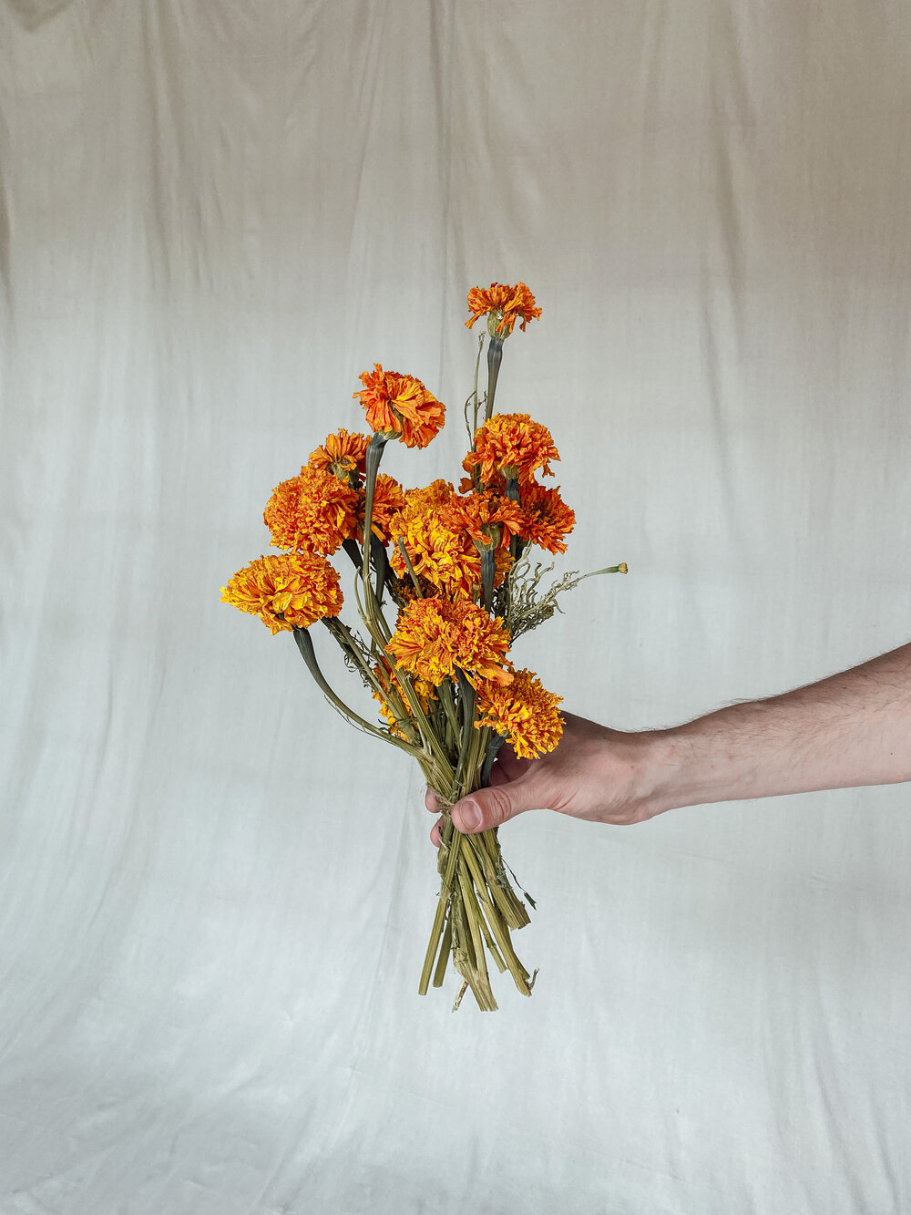 Dried Flower Bunch — Ampersand