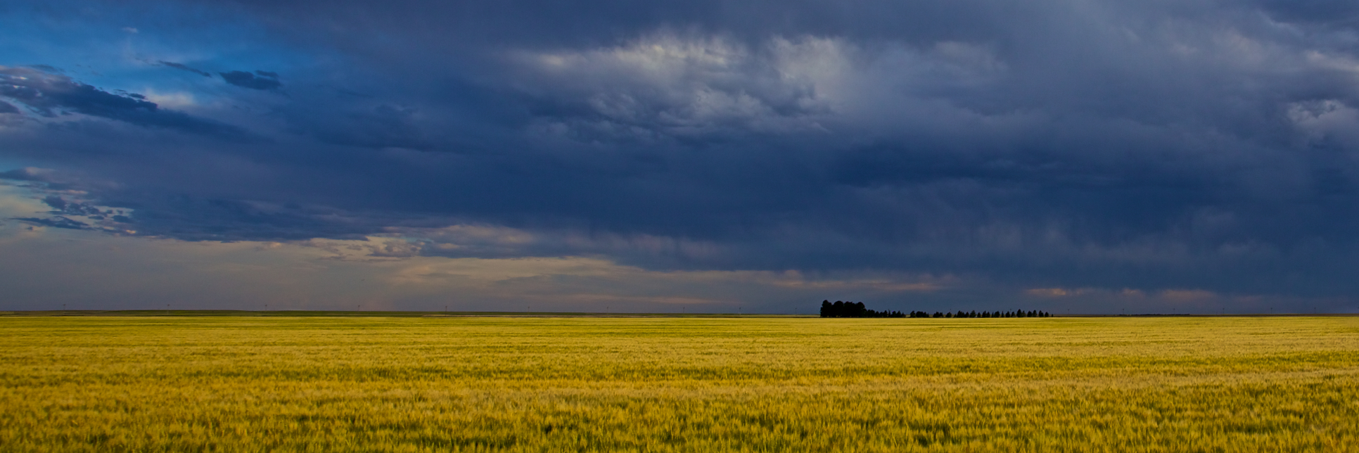 Golden Fields