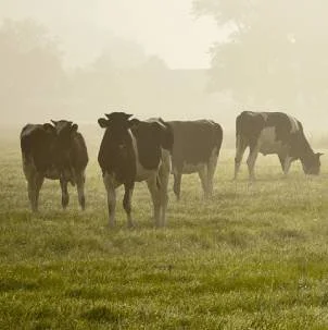 Fandango - square.jpg