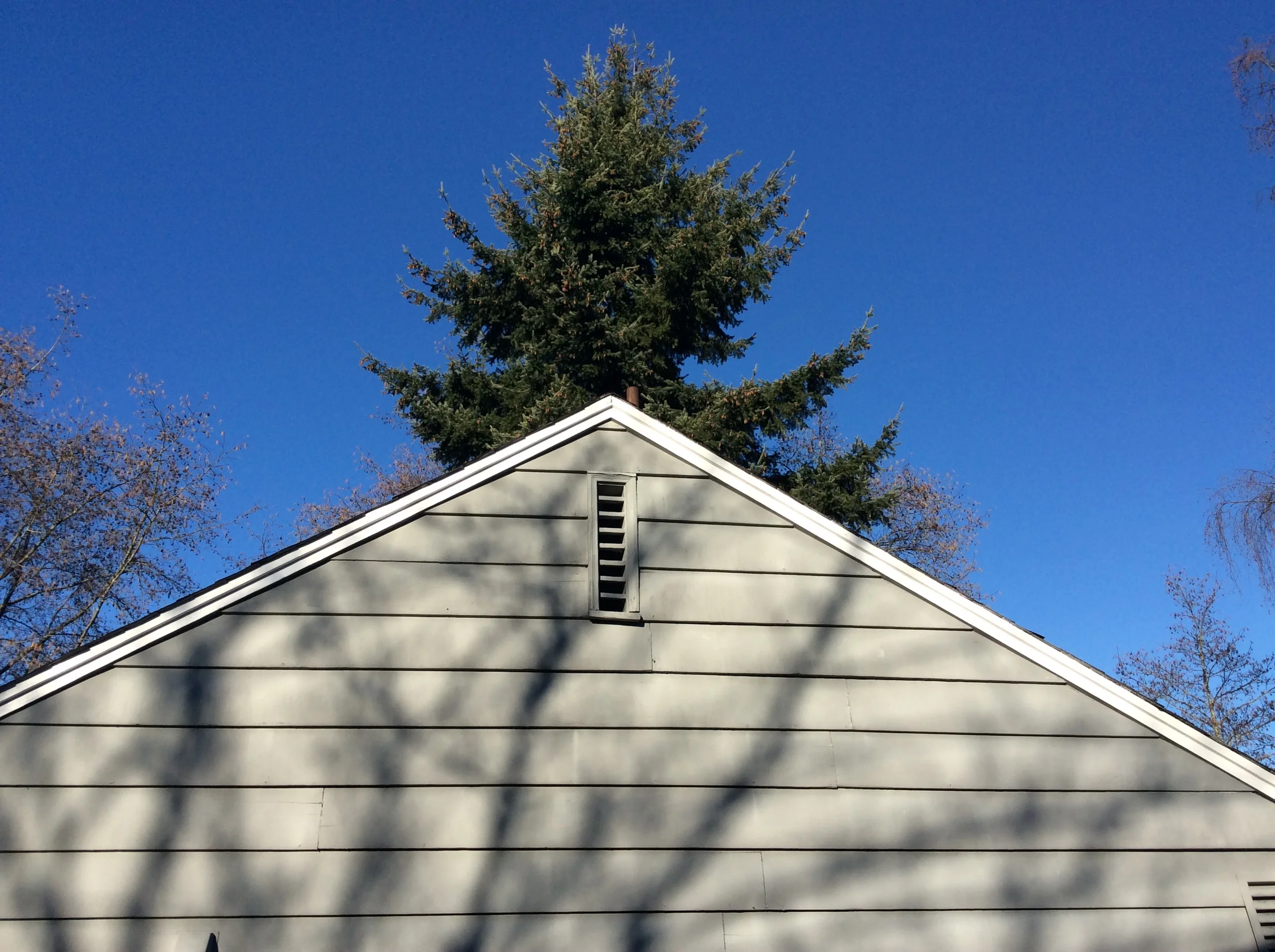 neighbor trees greeting the new year