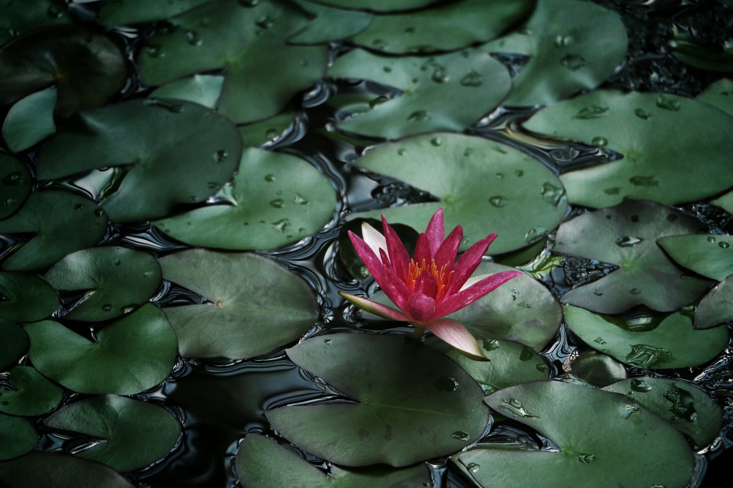 photo credit Soroush Karimi, Unsplash