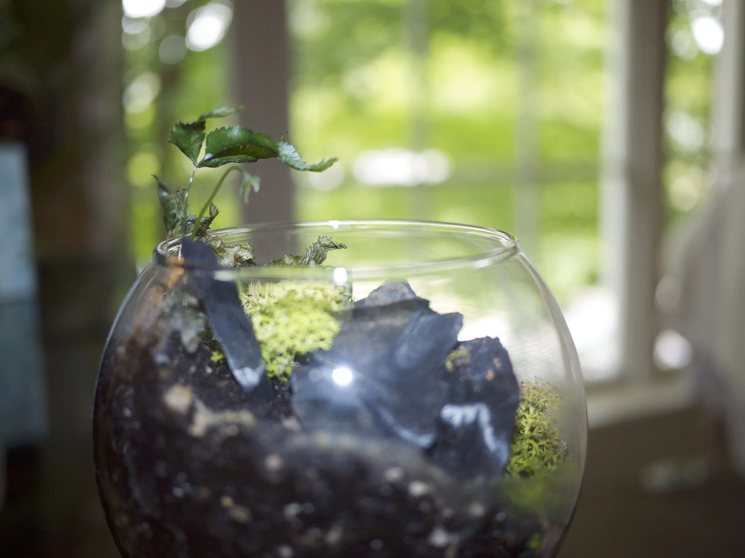 Josh glass planter.jpg