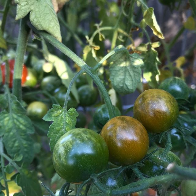Tomatoes! In October!