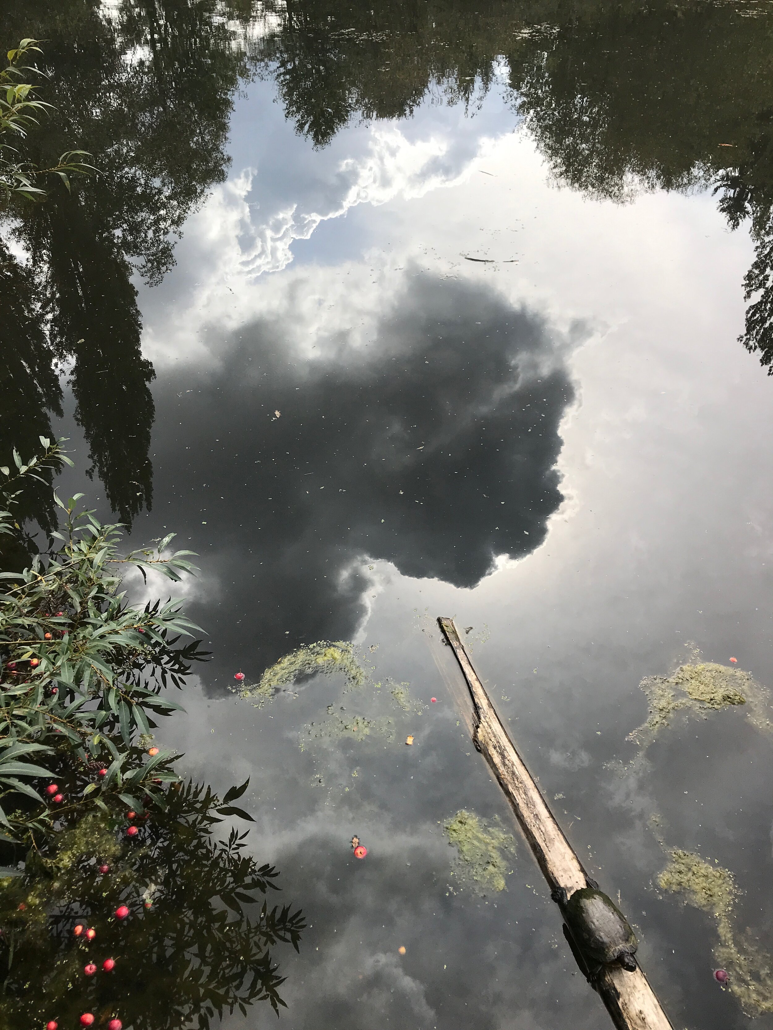 Autumn cloud, single turtle, crabapples, Twin Ponds park
