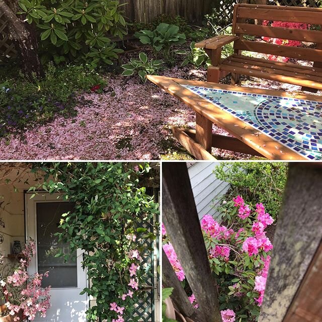There is a LOT of pink in my yard these days
*
#springtime #garden #flowers #beautyeverywhere