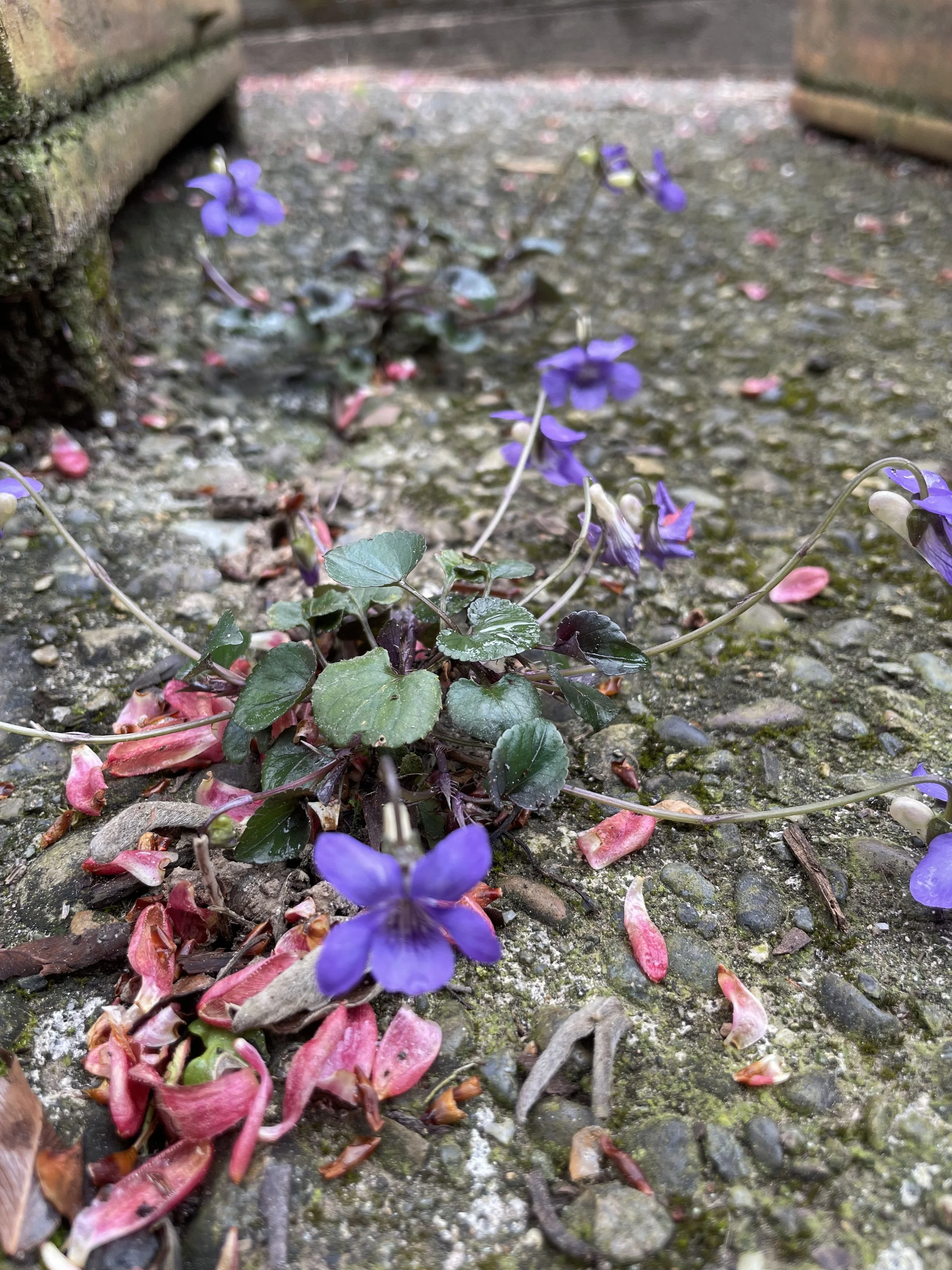 life cultivating life