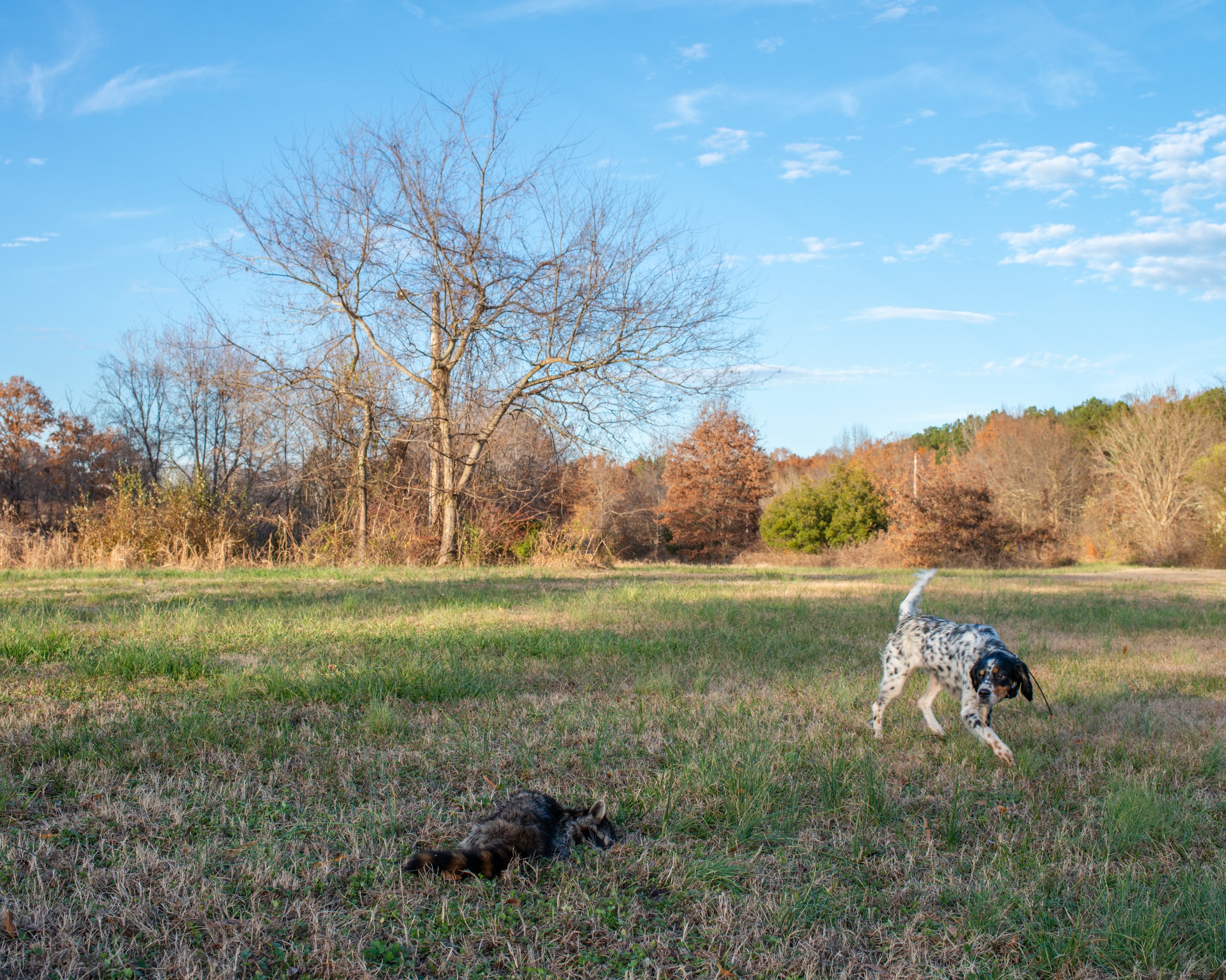 Dog with Dead Raccoon, Gameland, Durham, NC