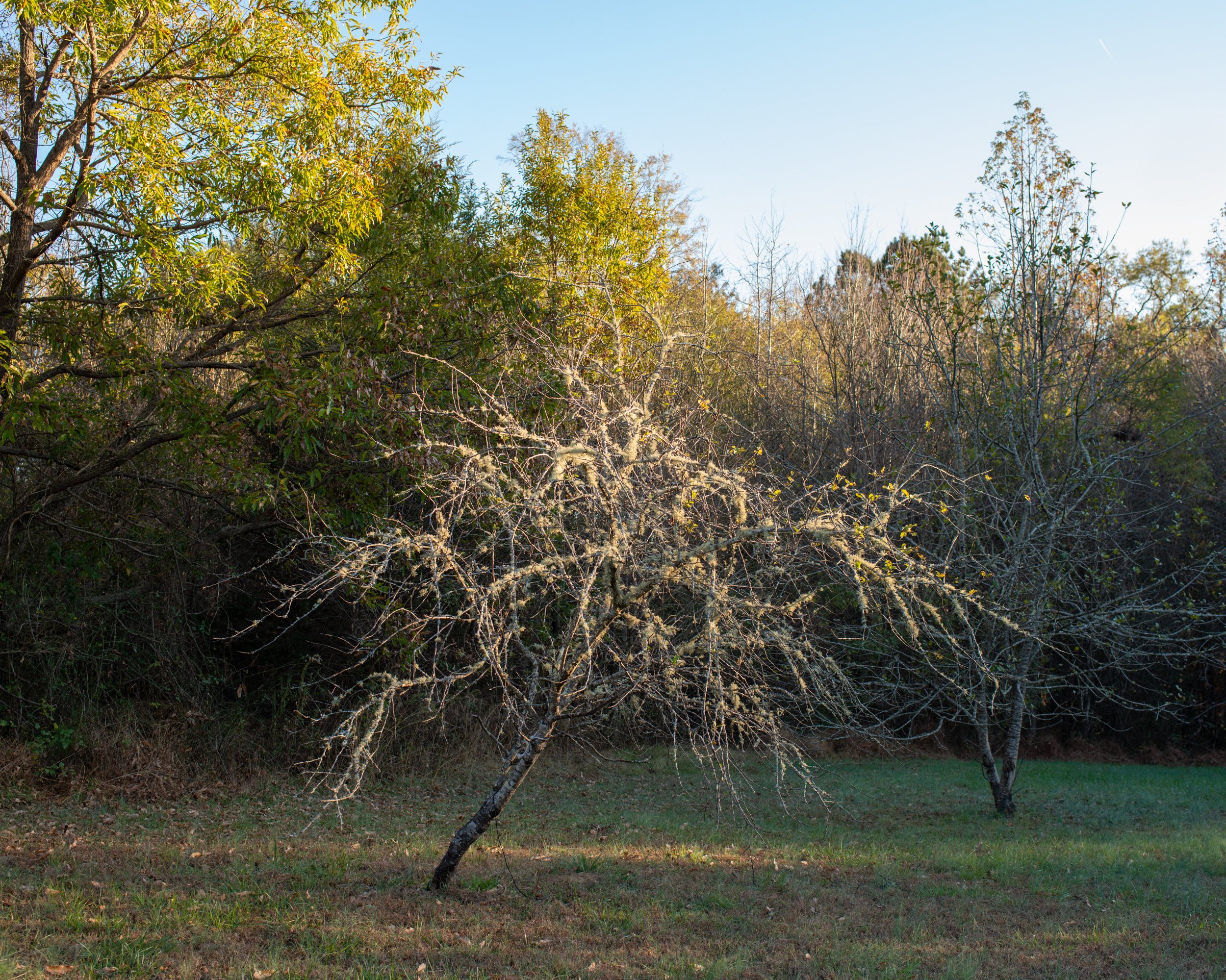 Tree with Lichen, Gameland, Durham, NC