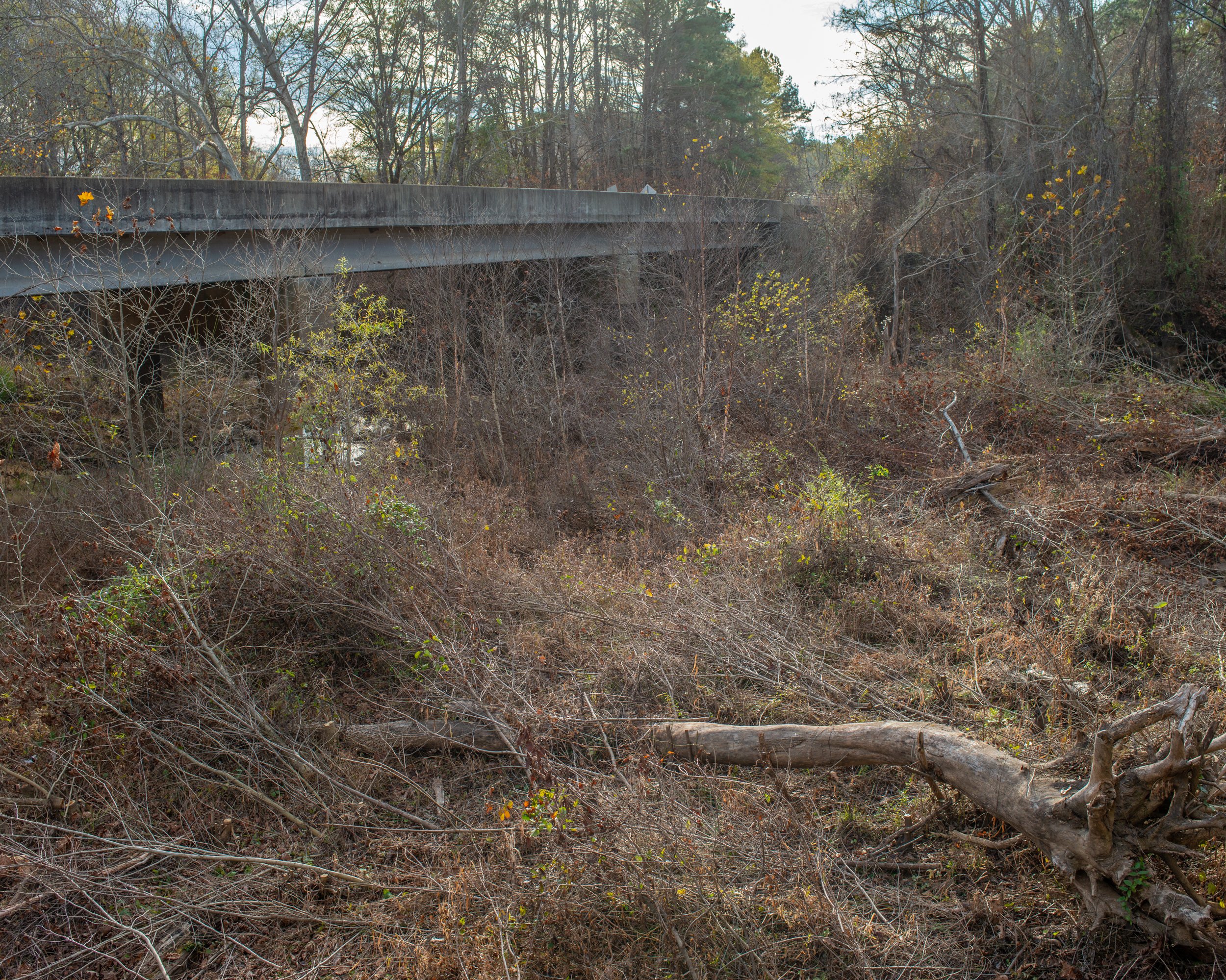 Felled Trees, Gameland, Durham, NC