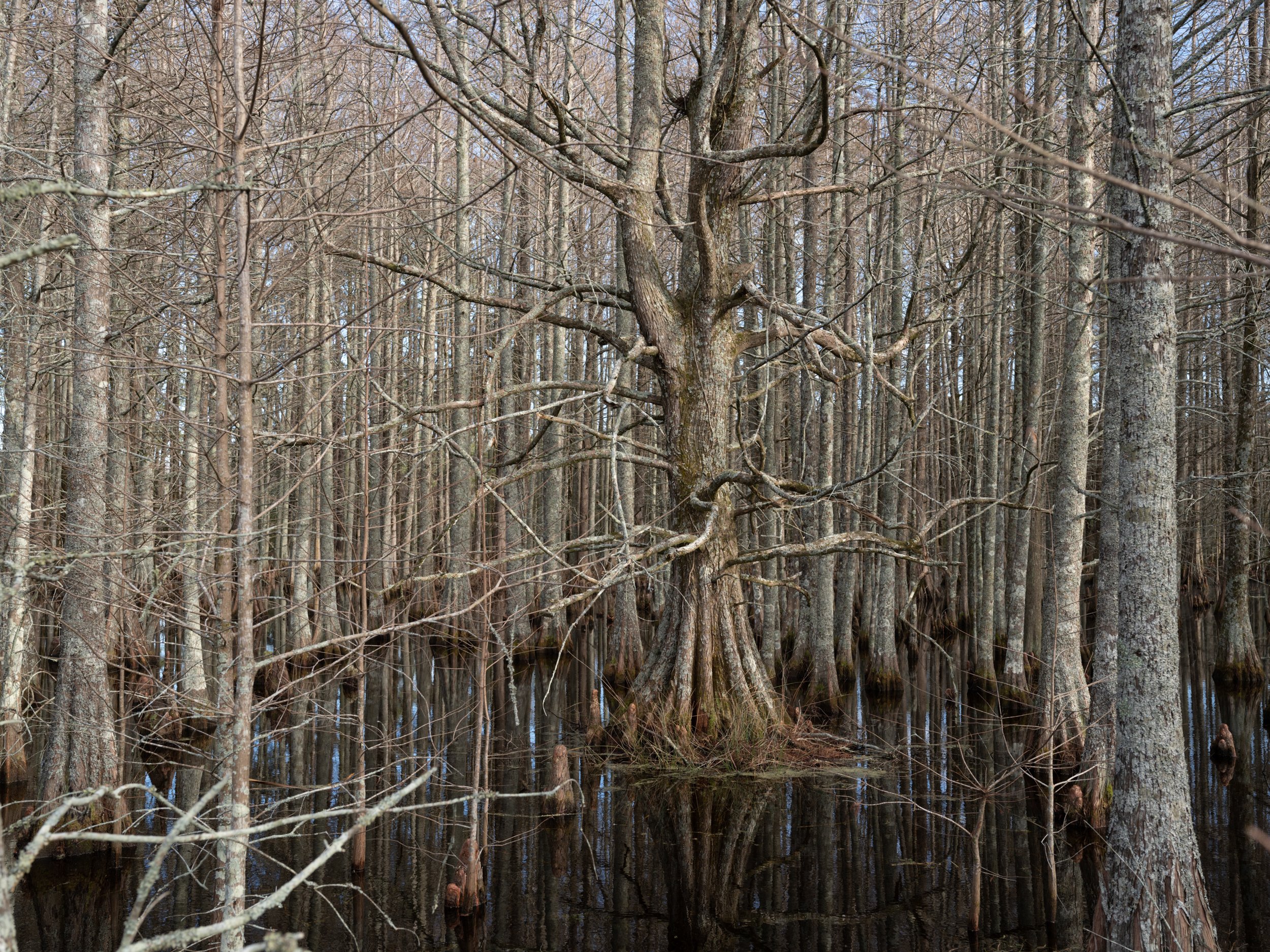 Cypress Swamp, Lake Mattamuskeet Wildlife Refuge, NC