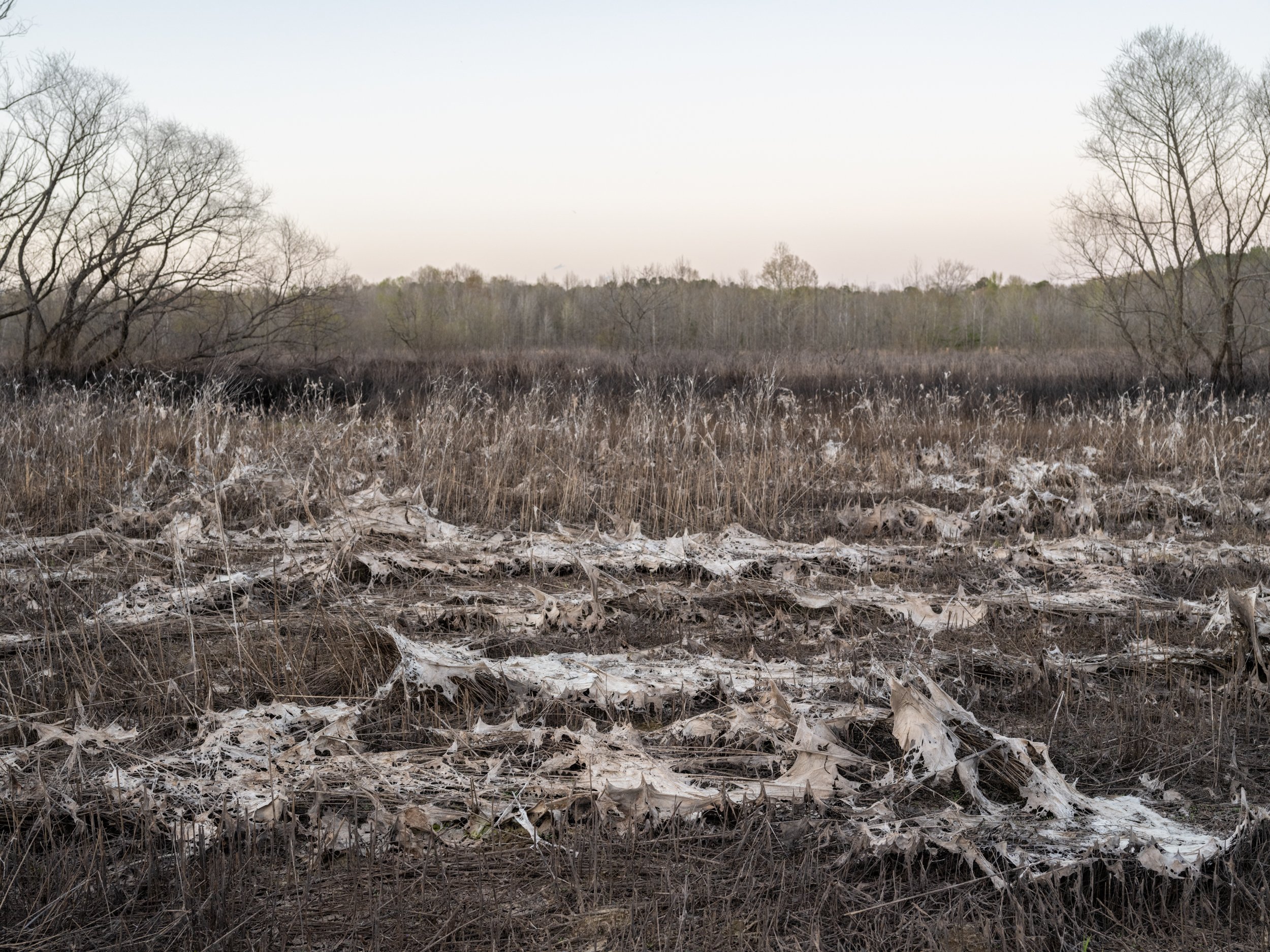 Flood Residue in Field, Waterfowl Impoundment, Durham, NC