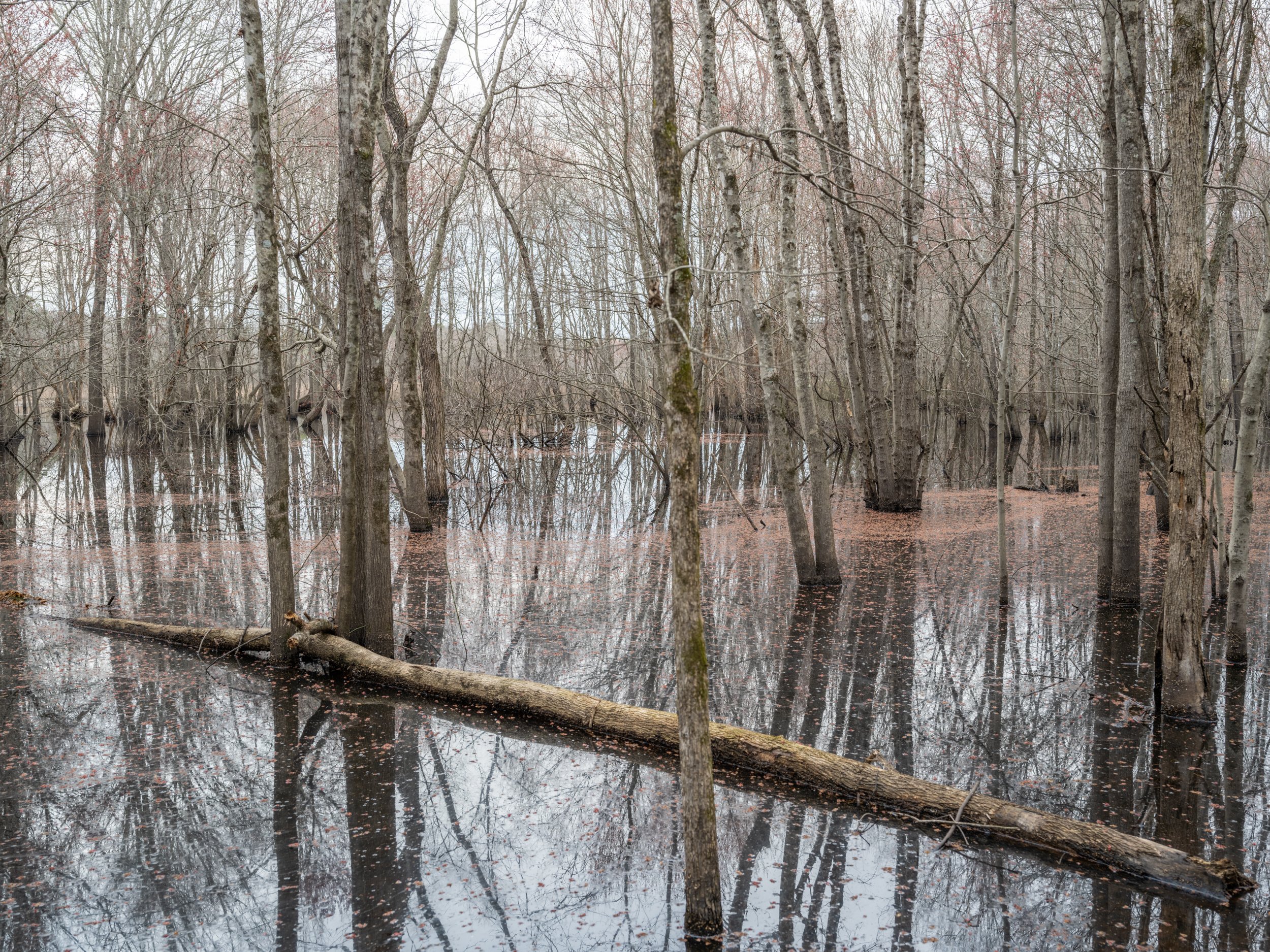 Flooded Woodland, Waterfowl Impoundment, Durham, NC