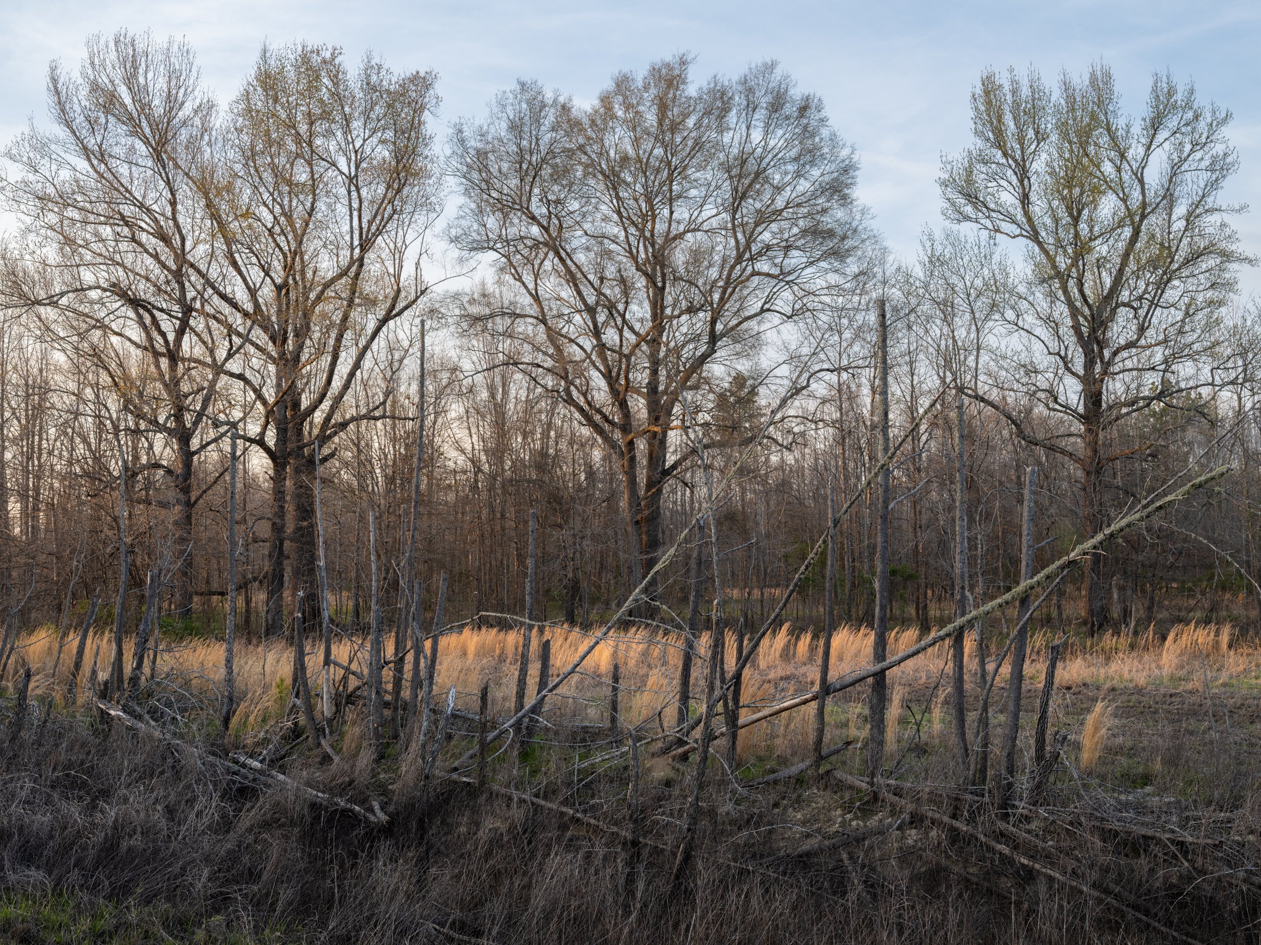 Dark Trees, Gameland, Durham, NC