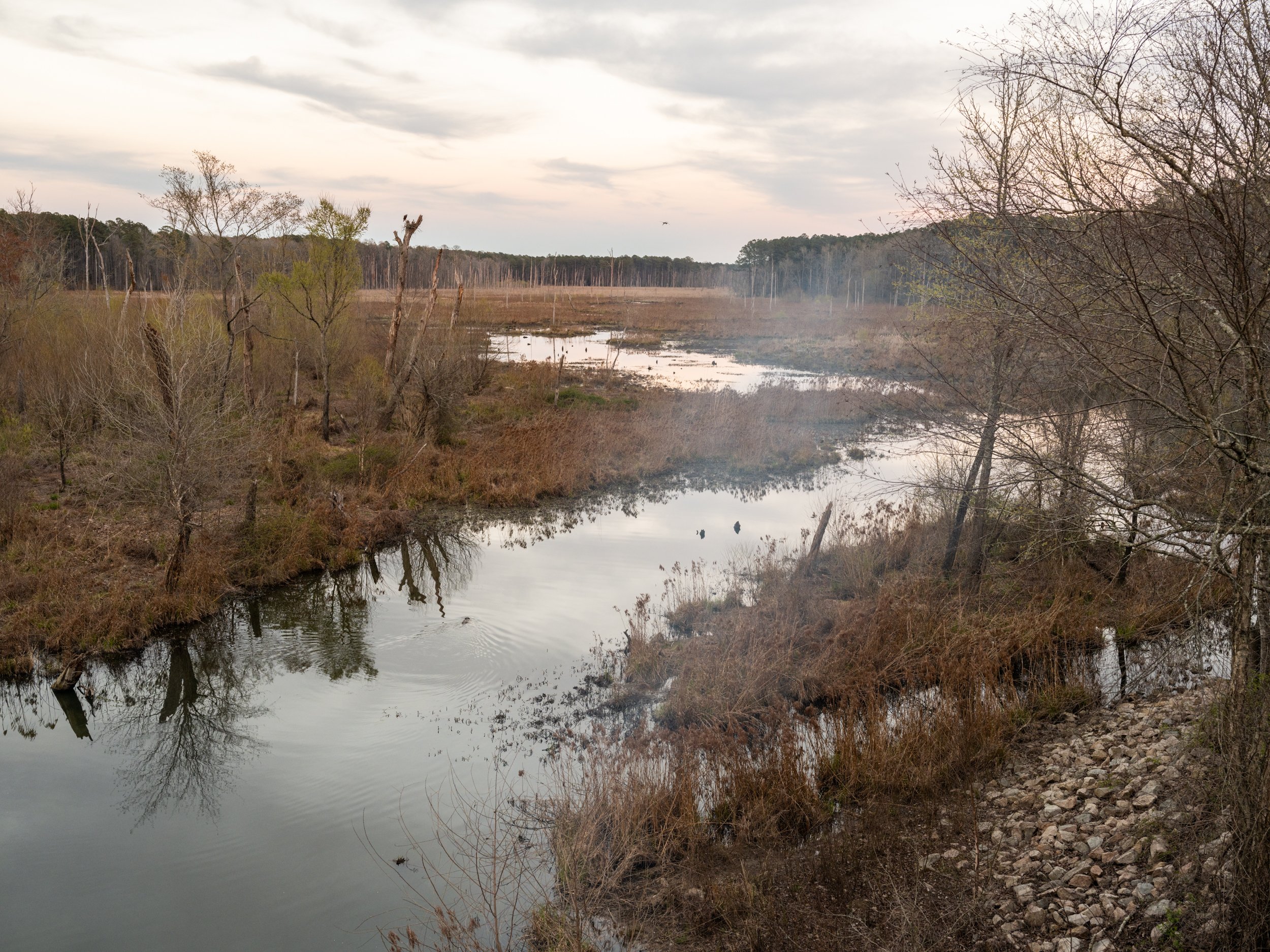 Marsh with Ospreys and Beaver, Gameland, Apex, NC