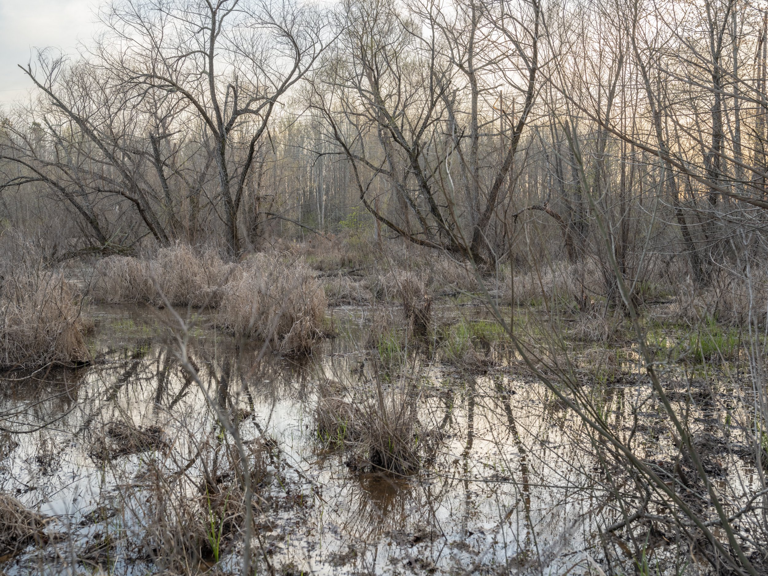 Flat River Wetland (Early Spring), Gameland, Durham, NC