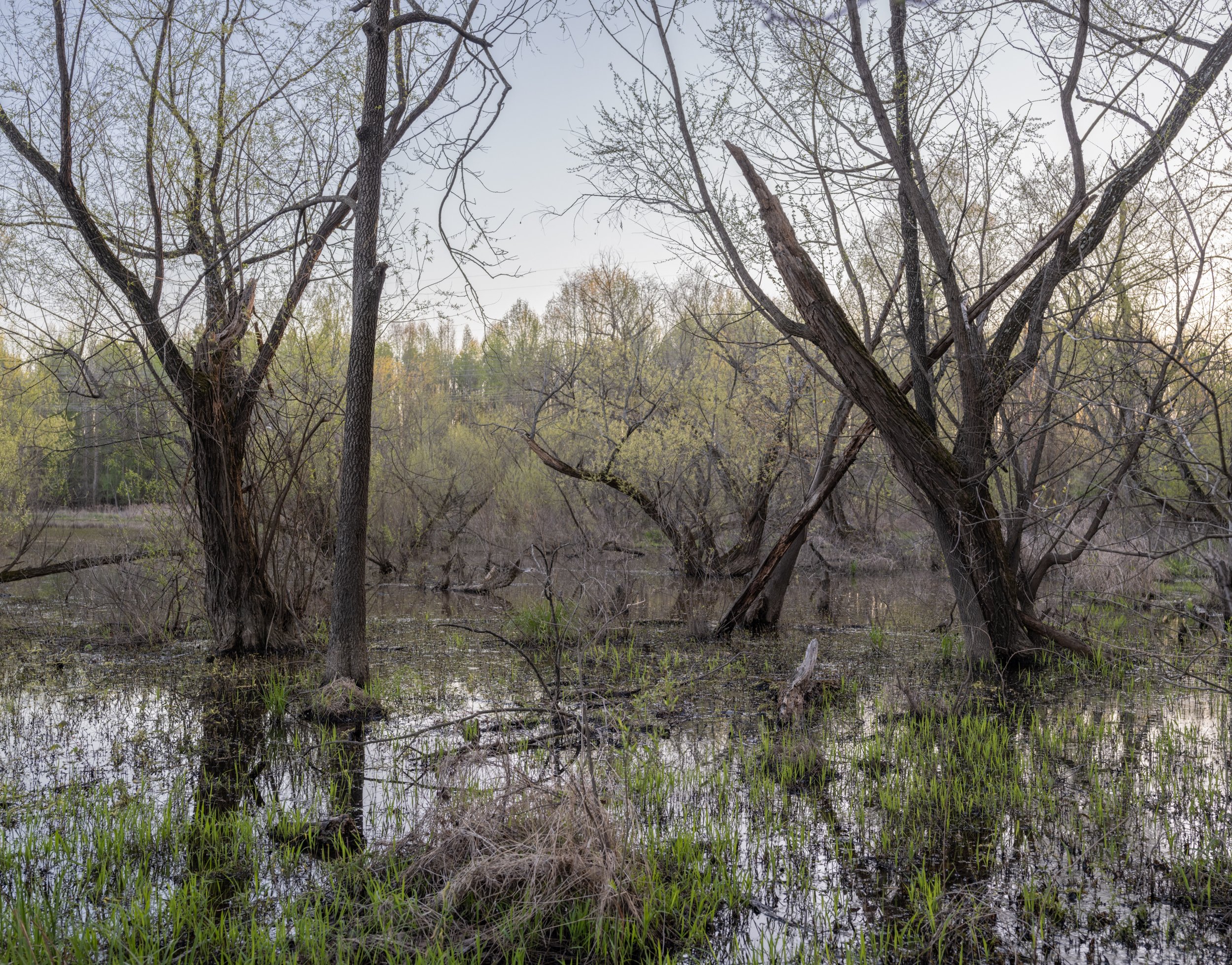 Flat River Wetland (Mid Spring), Gameland, Durham, NC