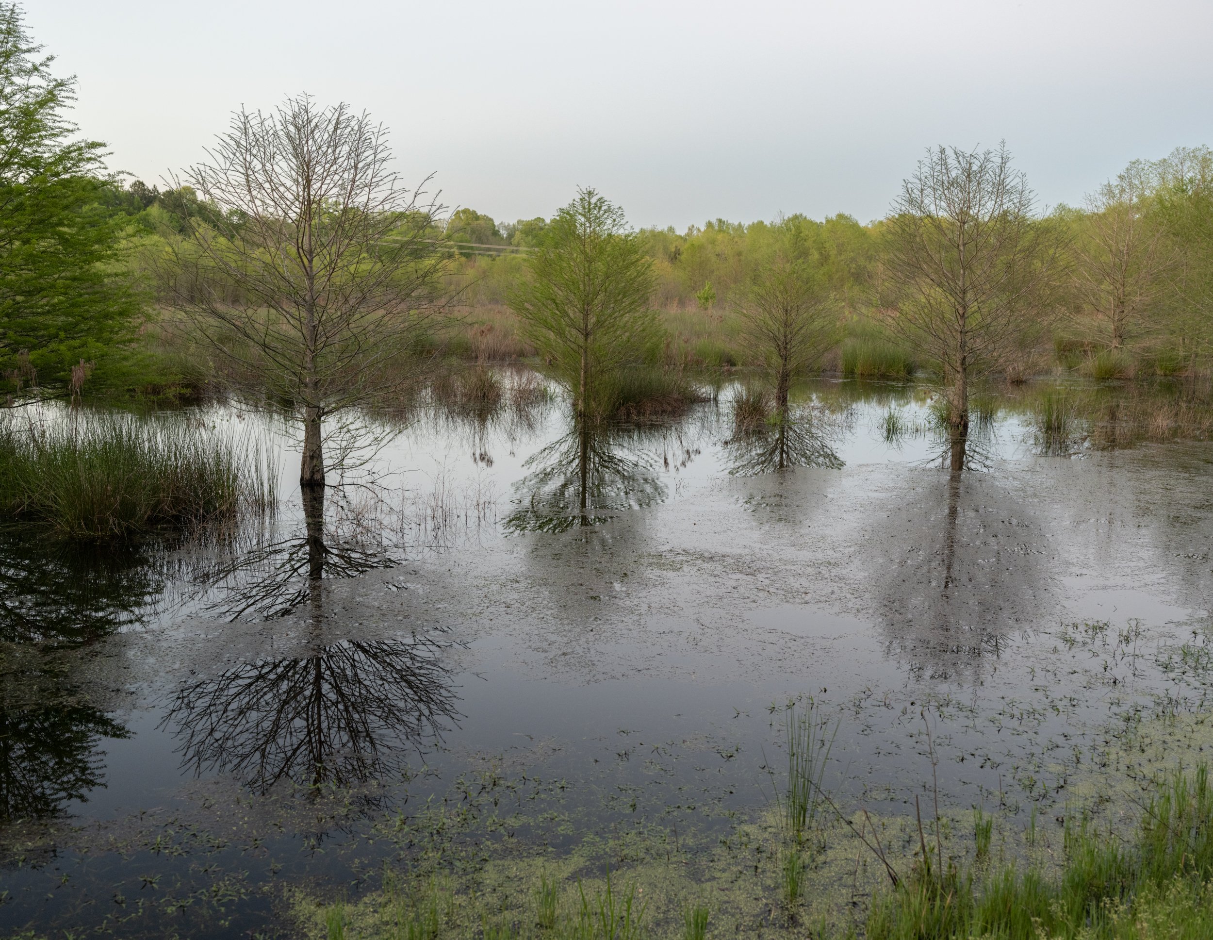 Cypresses in Spring, Waterfowl Impoundment, Durham, NC