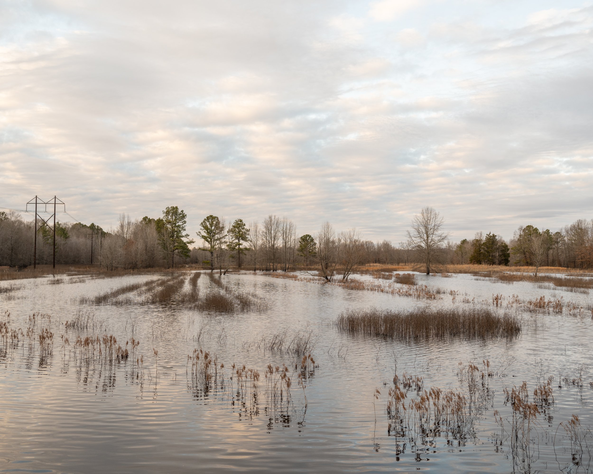 Flooded Field, Waterfowl Impoundment, Durham, NC 