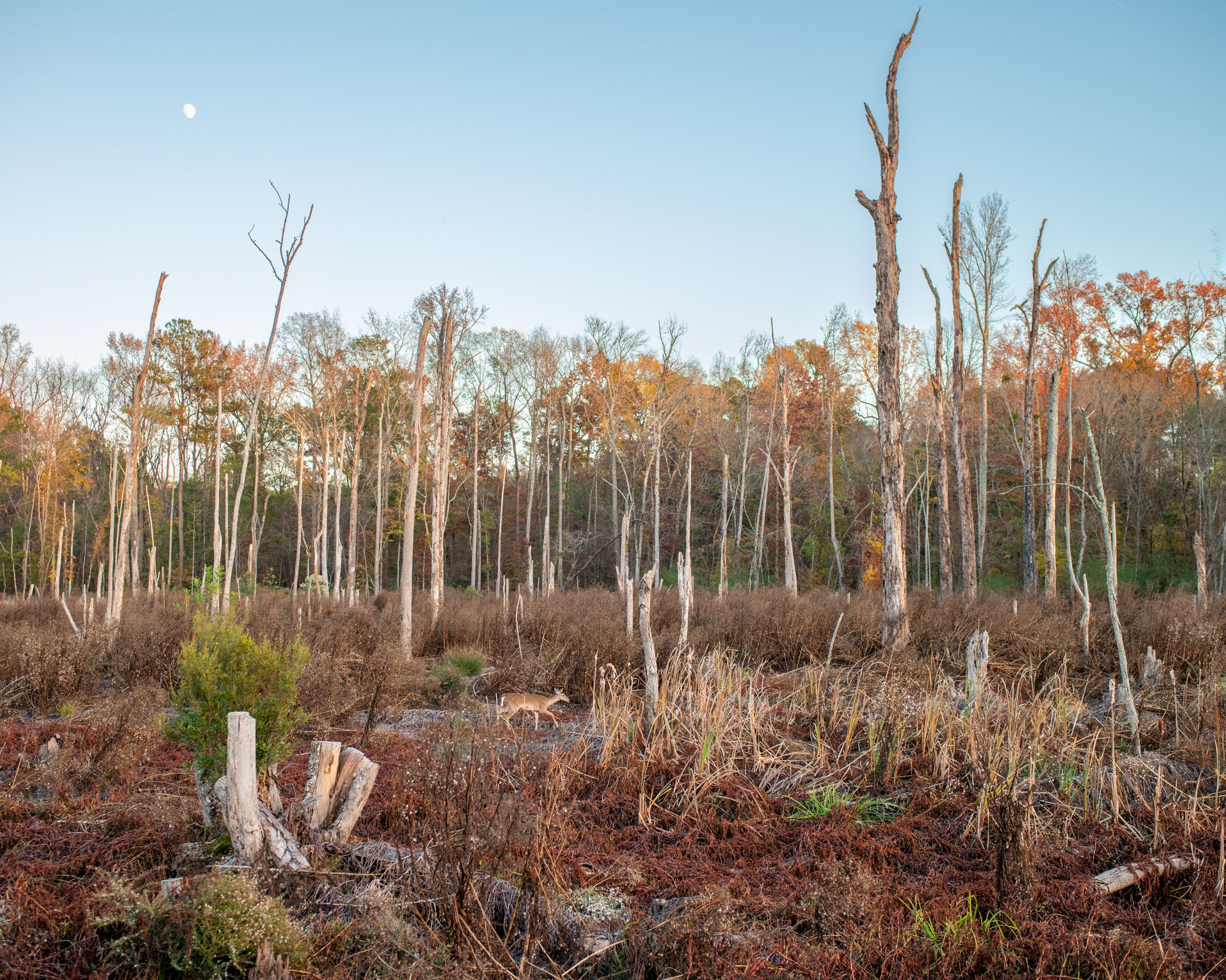 Deer with Moon, Greenway Trail, Cary, NC