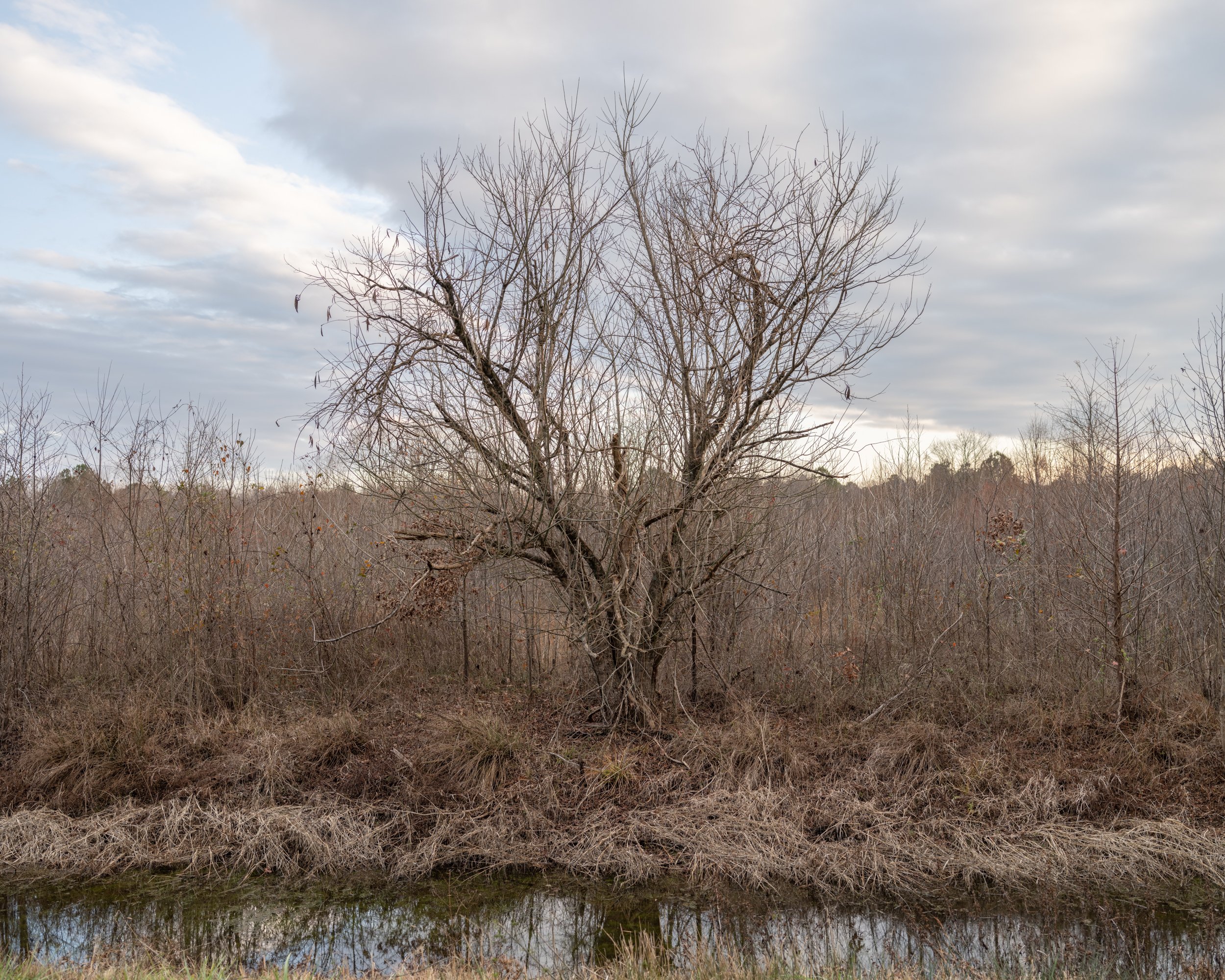 Tree in Winter, Waterfowl Impoundment, Durham, NC