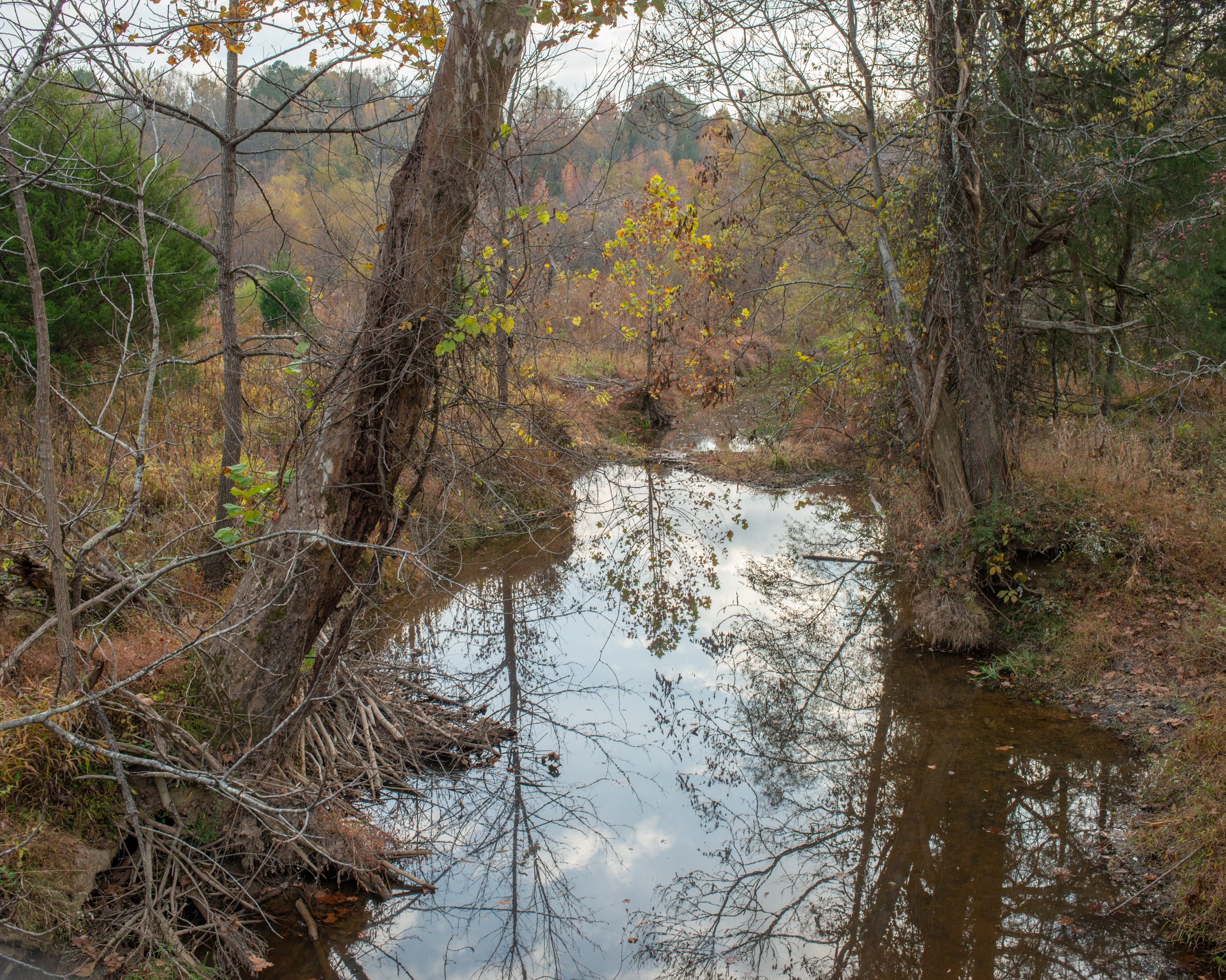 Brumley Nature Preserve, Chapel Hill, NC