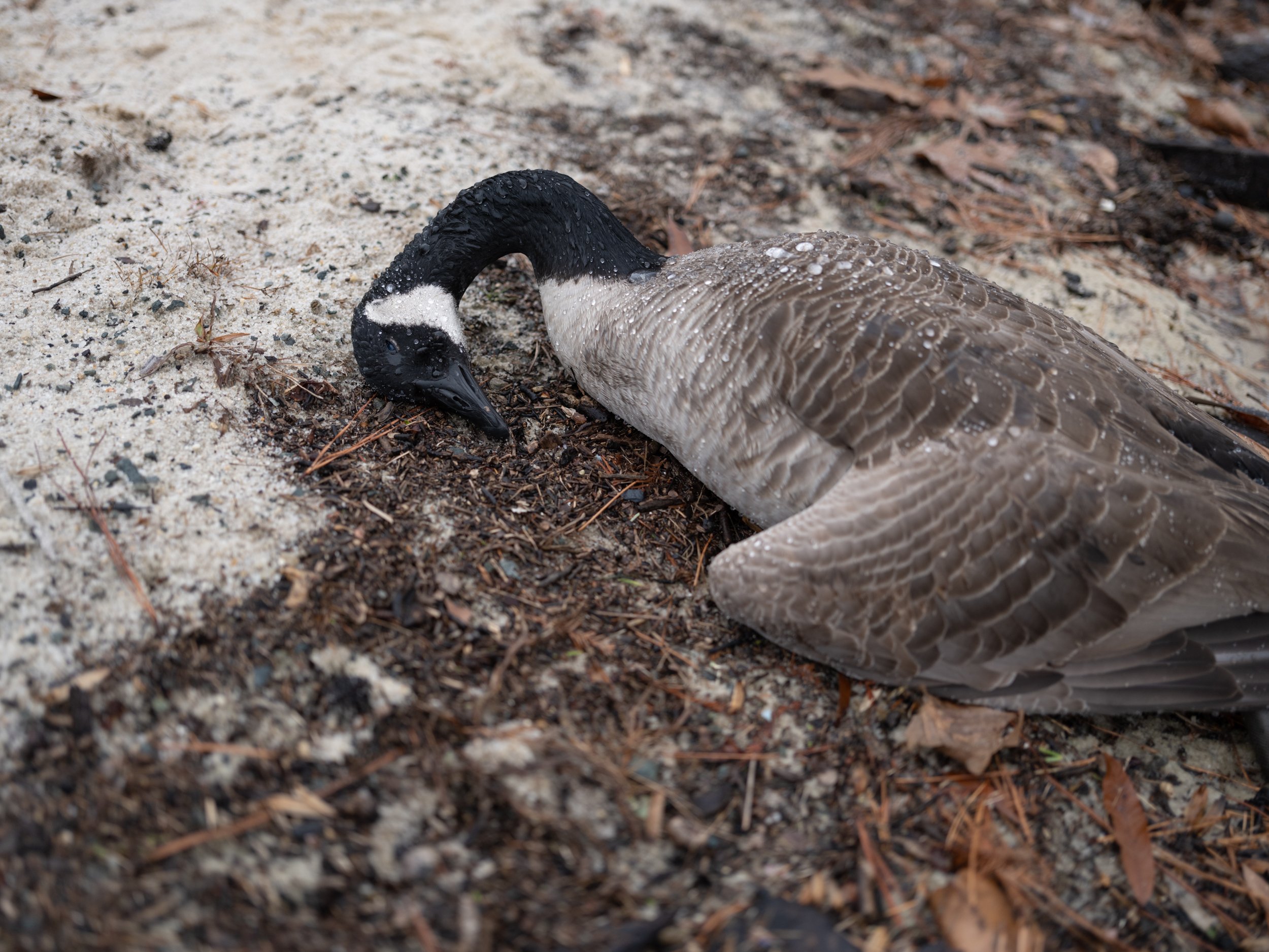 Dead Goose, Eastwood Lake, Chapel Hill, NC