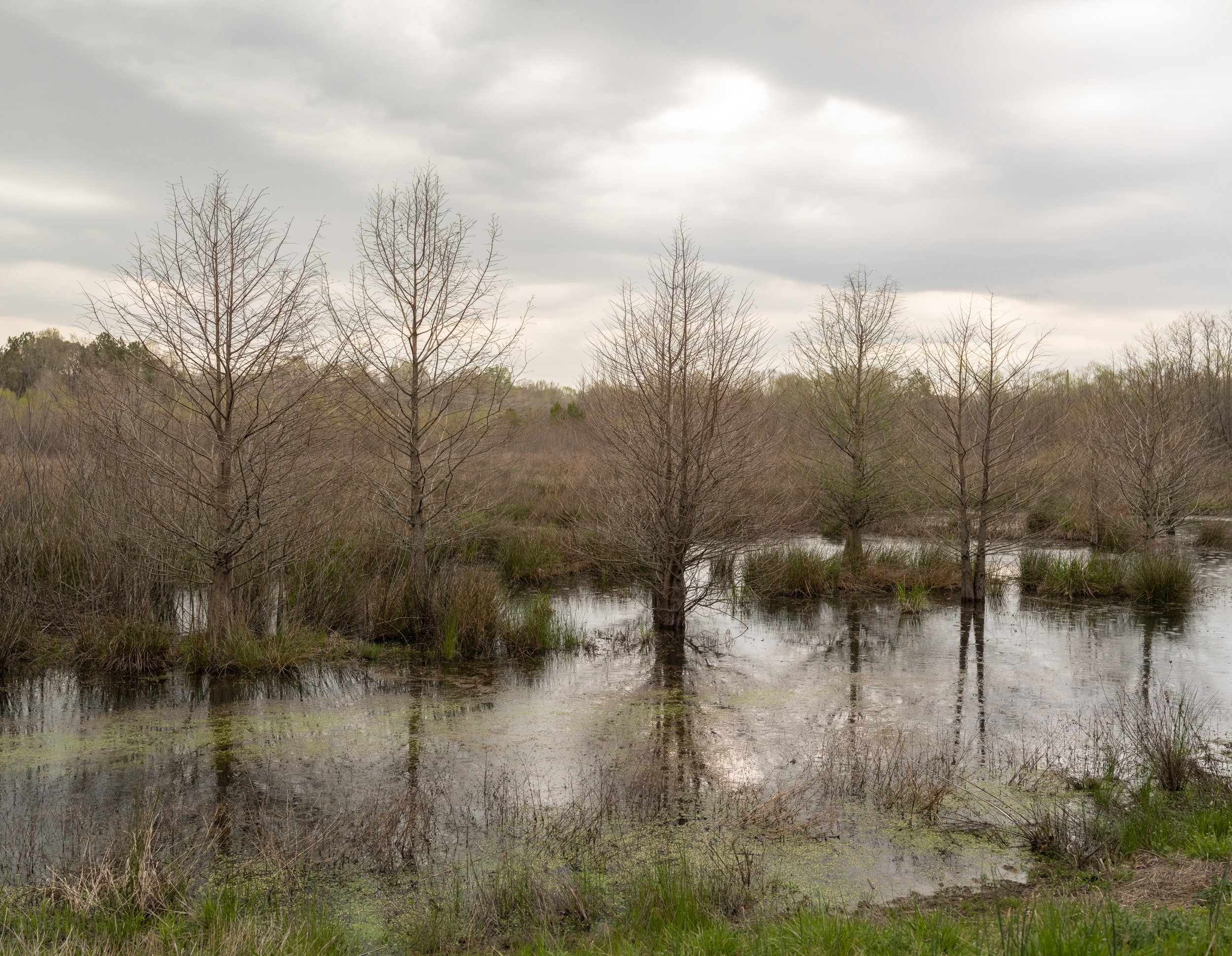 Cypresses in Early Spring, Waterfowl Impoundment, Durham, NC