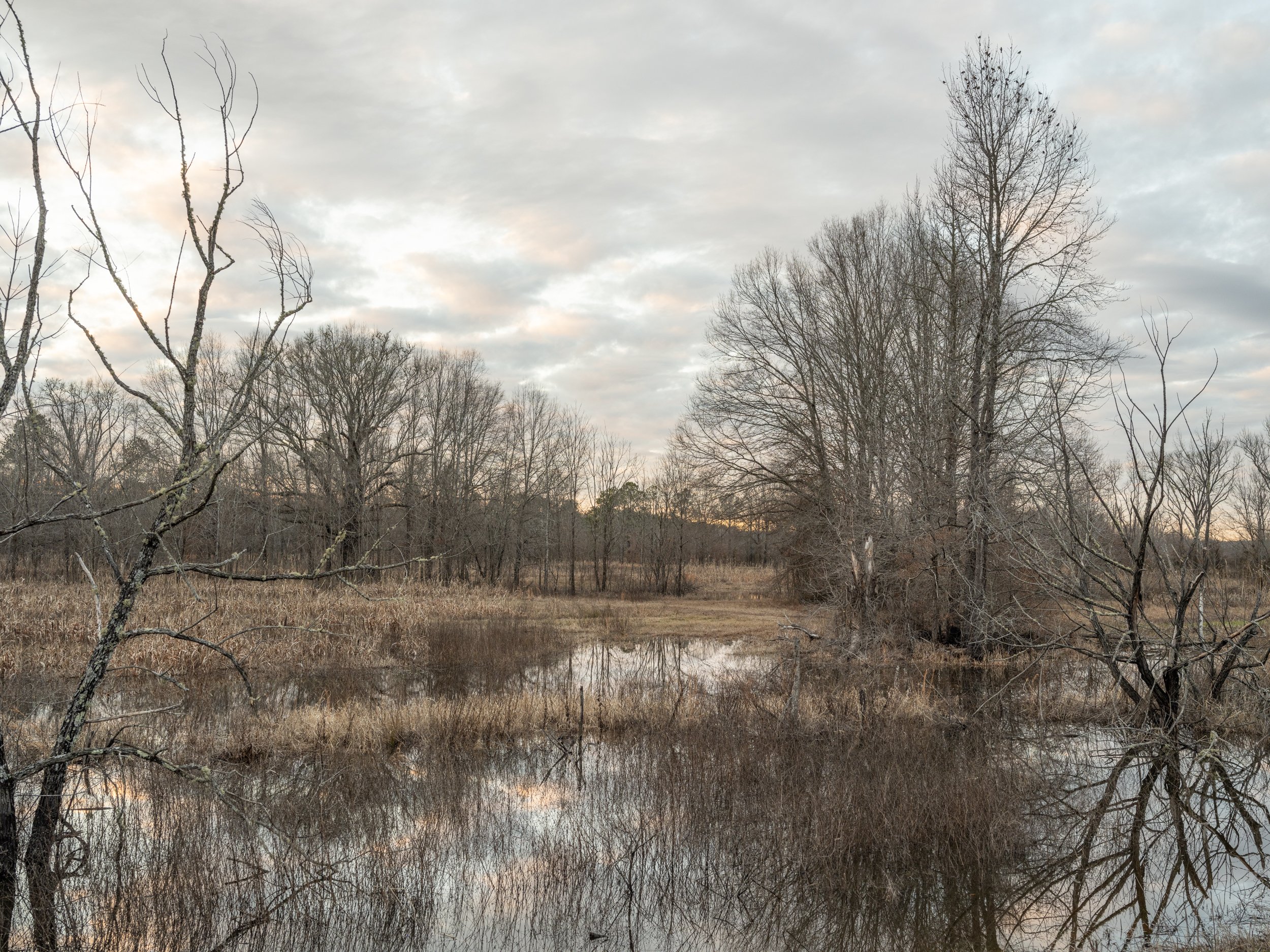 Winter Swamp, Waterfowl Impoundment, Durham, NC