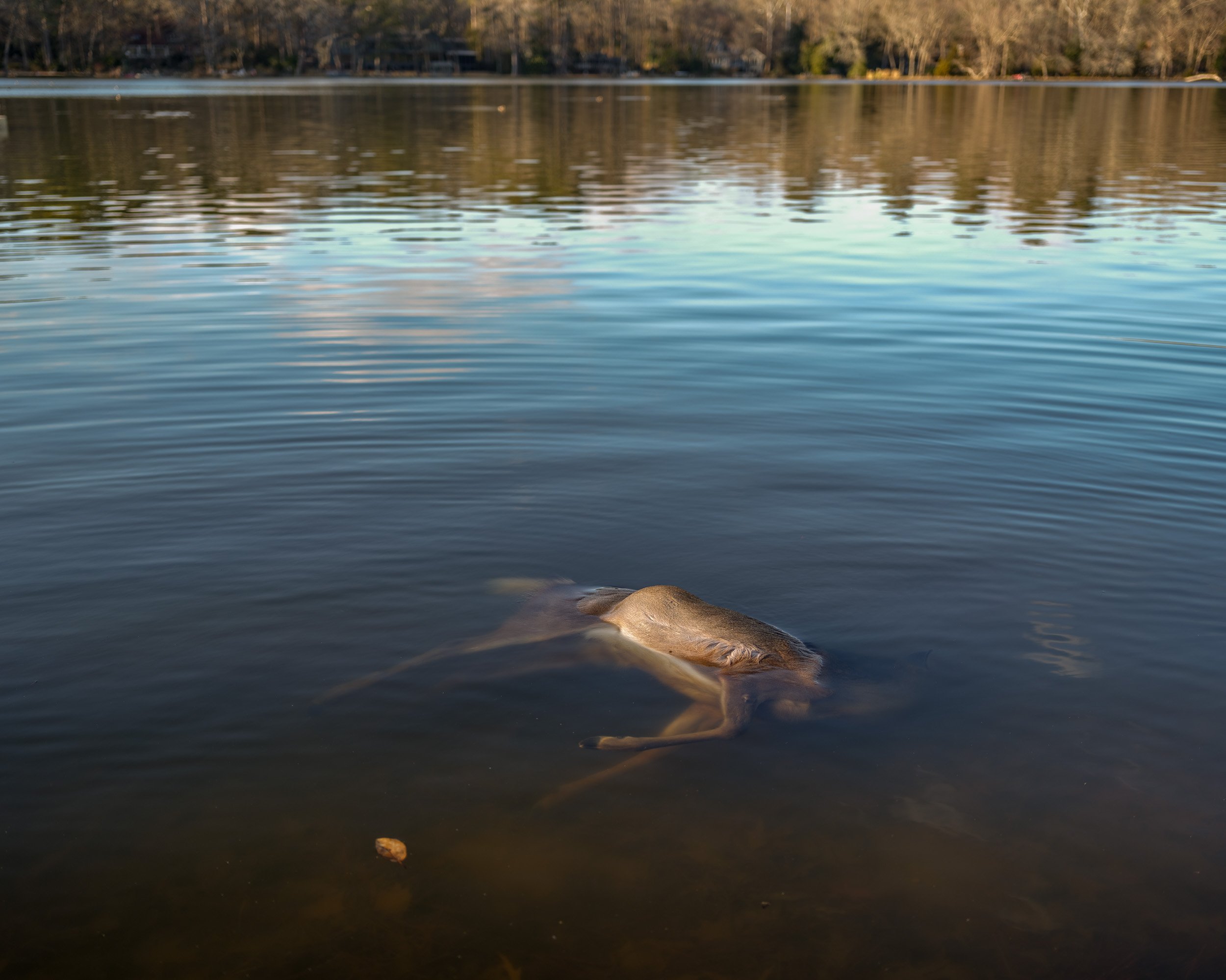 Deer in Lake, Chapel Hill, NC