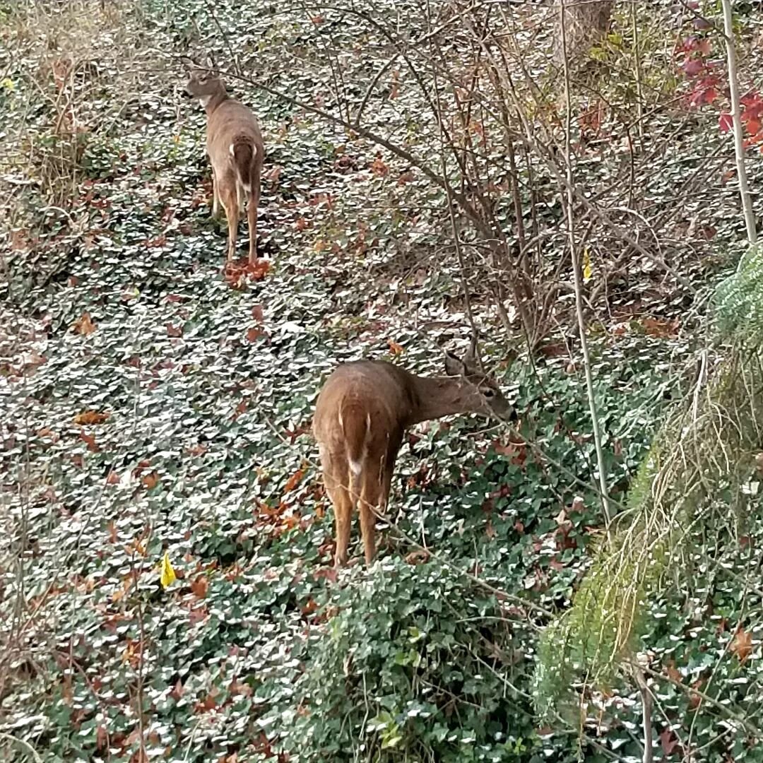 Nov 28. #tuesday #30daysofthankful #wildlife 

Have been down for the count for a few days, but still #grateful every day. When I went upstairs I saw these beautiful creatures on my hillside. I'm so #fortunate and #thankful to live in a place where #