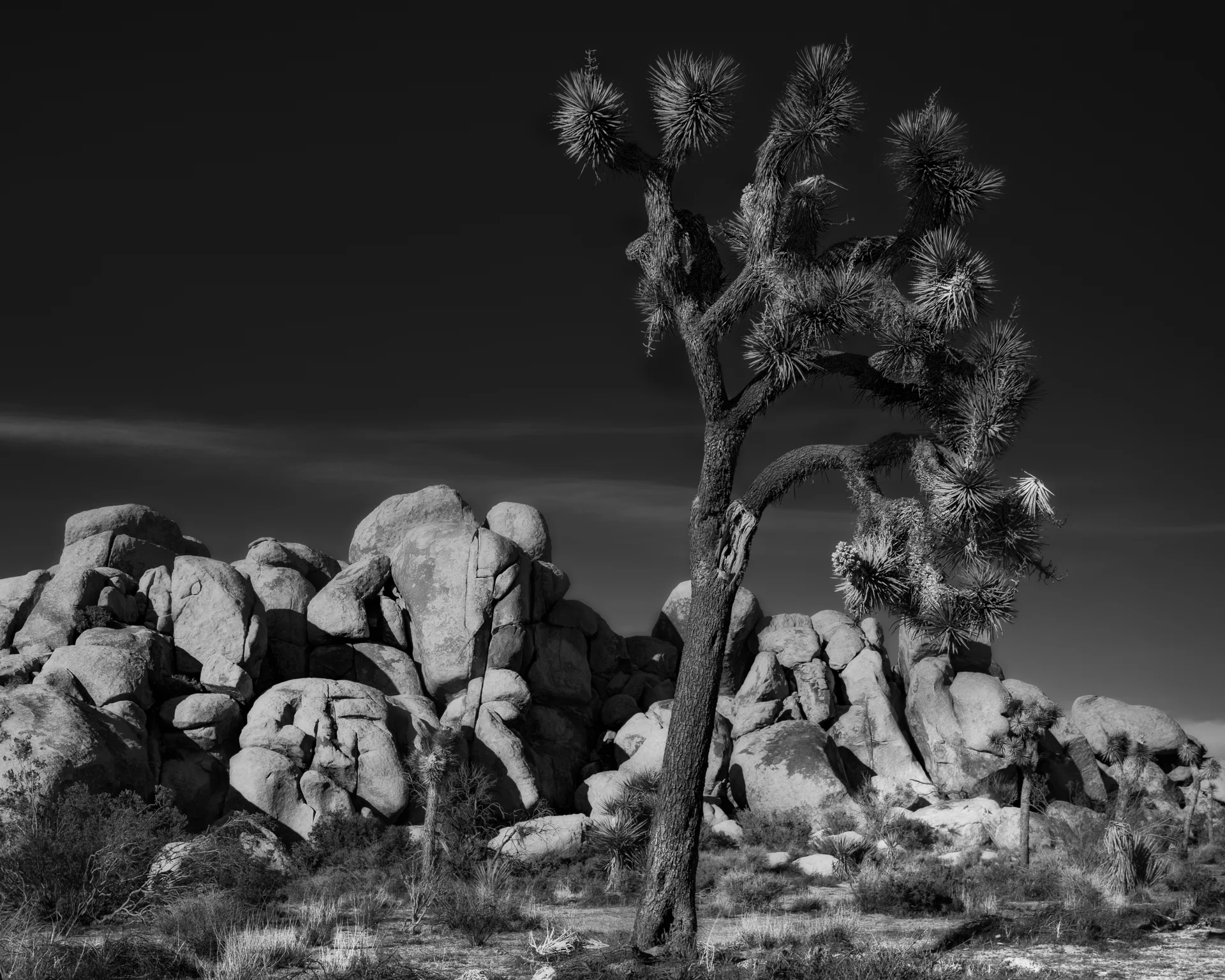 Joshua Tree (1 of 2).jpg