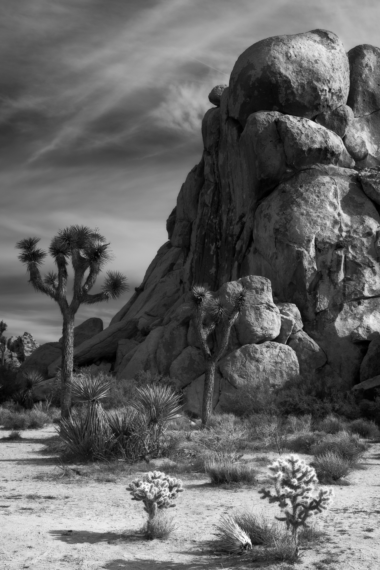 Joshua Tree (3 of 1).jpg