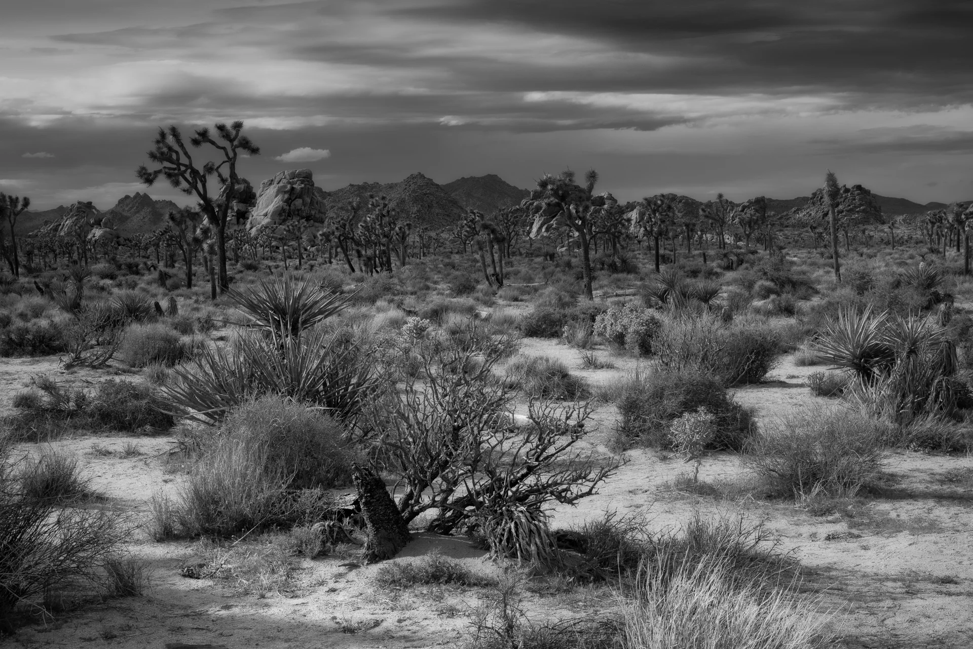 Joshua Tree (4 of 1).jpg