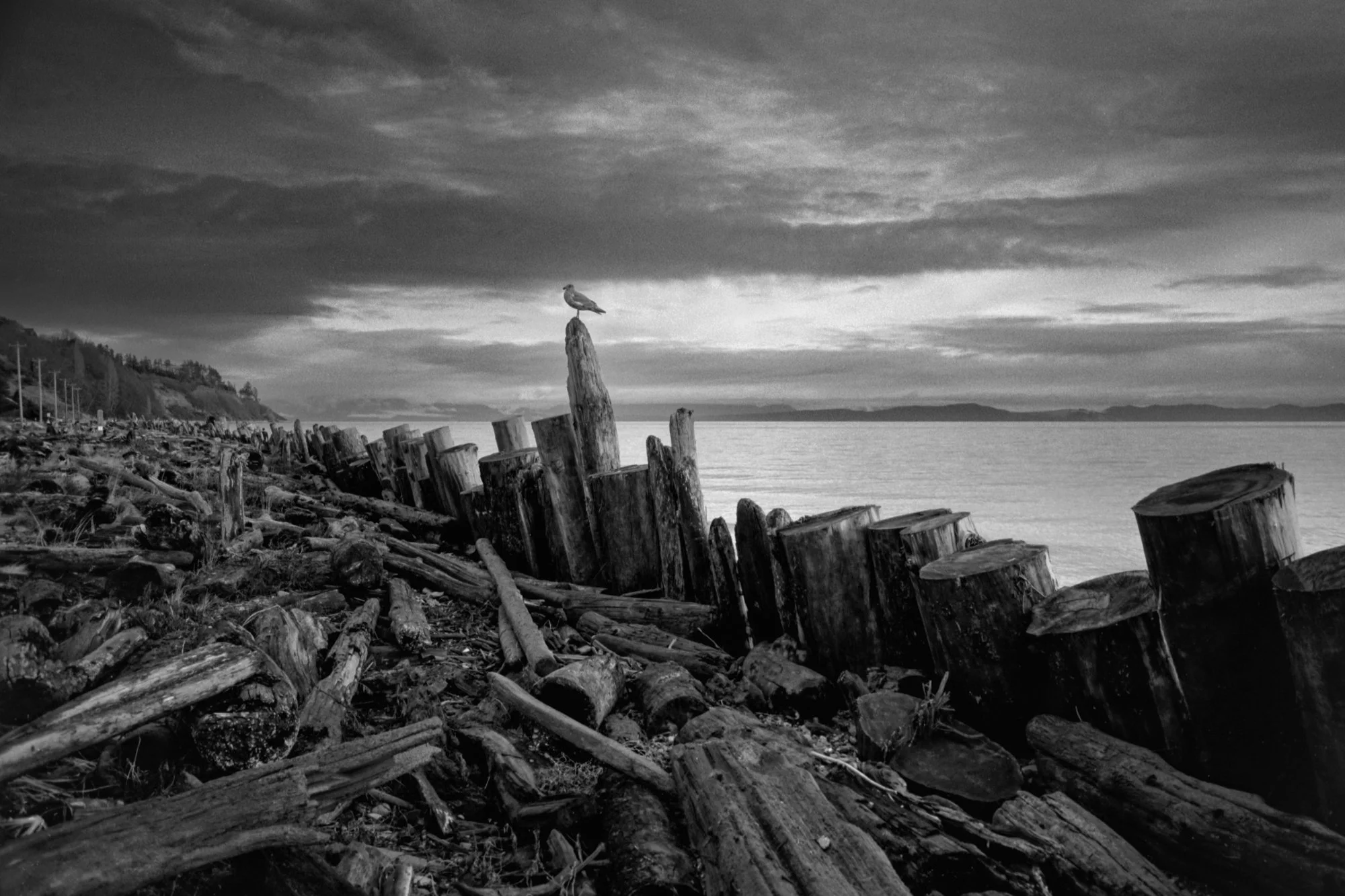 Goose Spit-_DSC7947.jpg