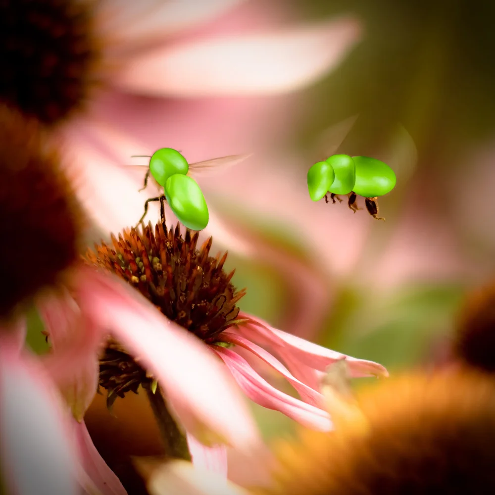 Pea Bees - Sting like a bee, taste like a pea