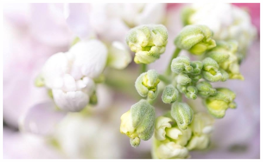  Photo by  Karline Kim  