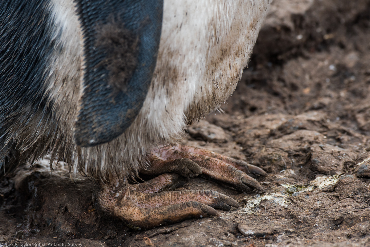 The big, dirty feet of an Adelie penguin fledgeling (Pygoscelis adeliae), soon to go out to the sea.