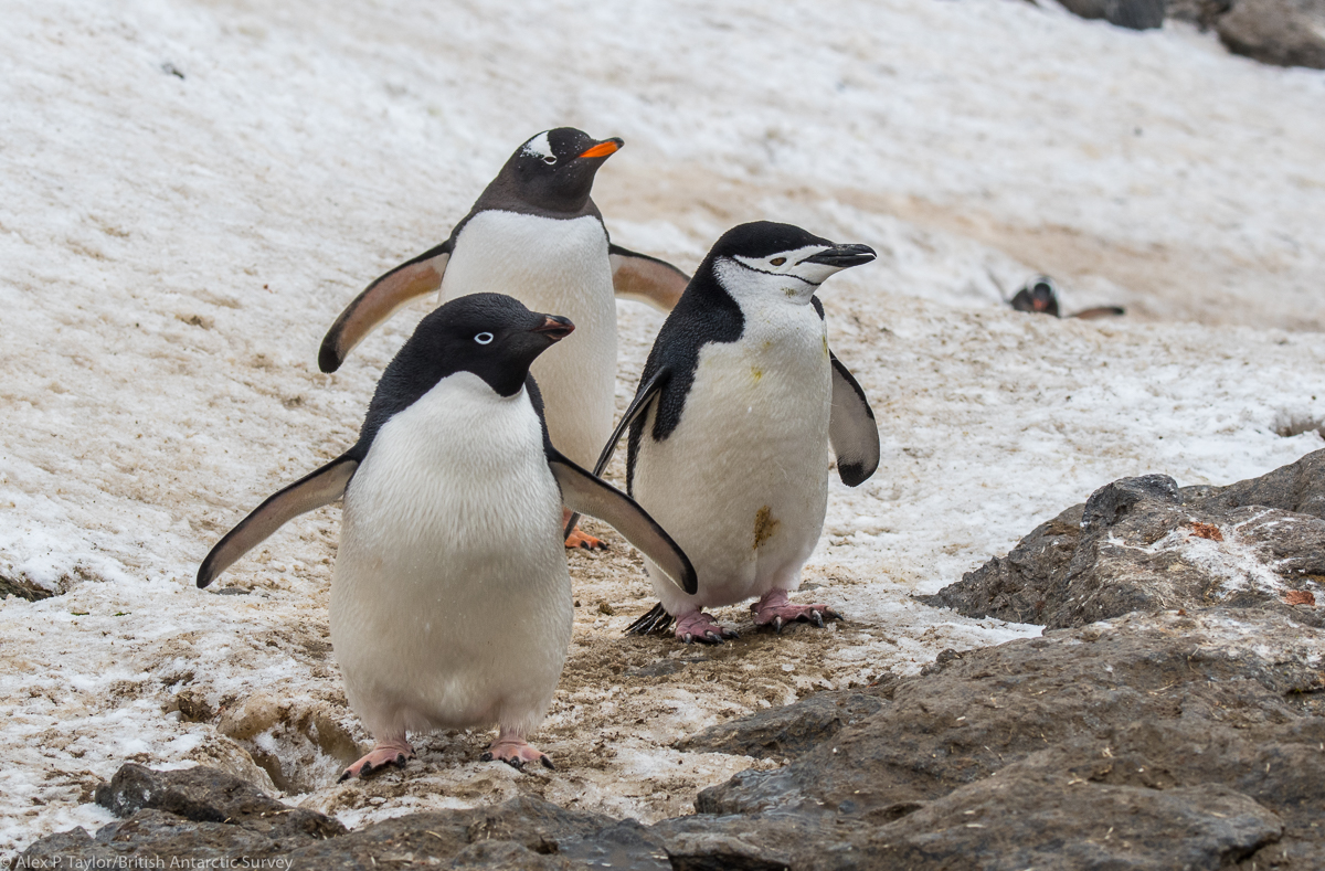 All three main penguin species of Marine Antarctica, members of the "Brushtailed" group of penguins, can be found on Signy Island in the South Orkney archipelago: (L-R) Adelie (Pygoscelis adeliae), Gentoo (Pygoscelis papua) and Chinstrap (Pygoscelis antarctica).