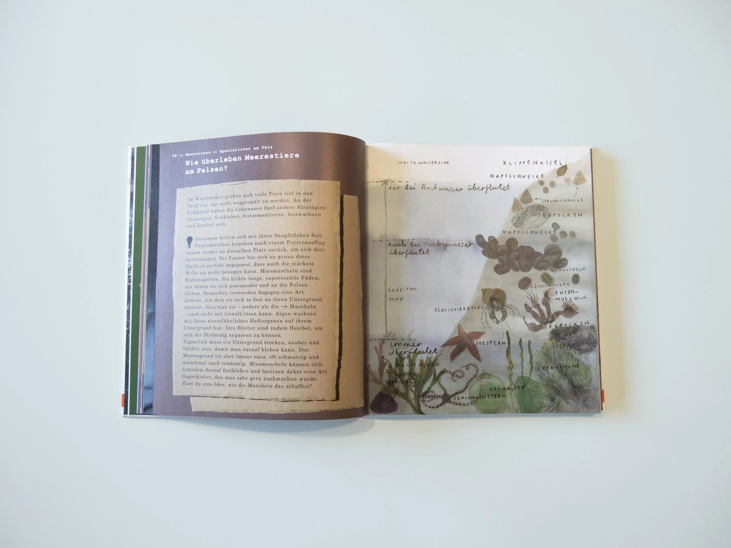   Erforsche das Meer   Published in 2016 by  Beltz &amp; Gelberg   by Anke M. Leitzgen and Anna Bockelmann 