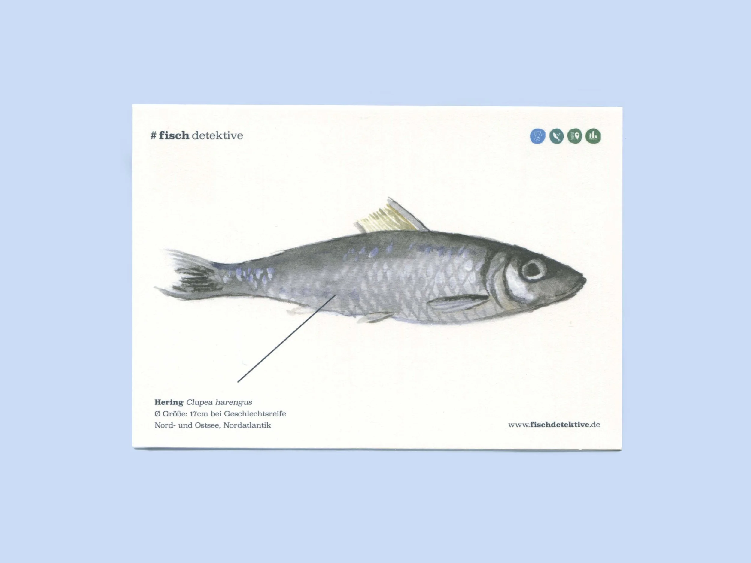 fisch04.jpg