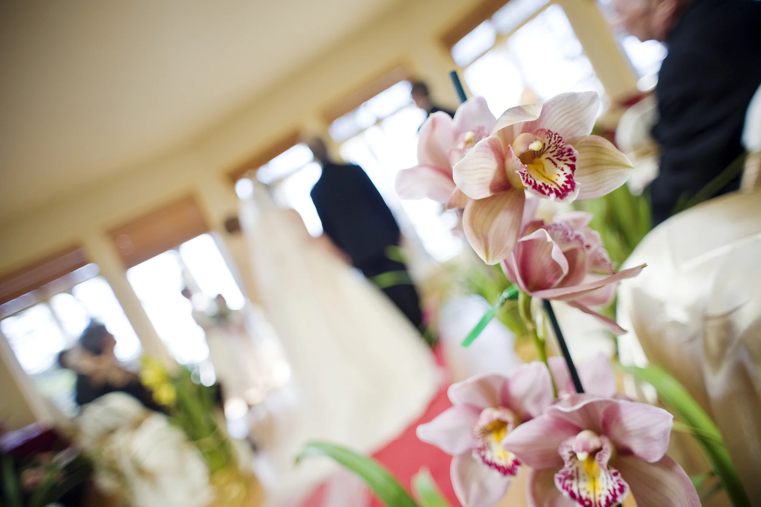 Orchids