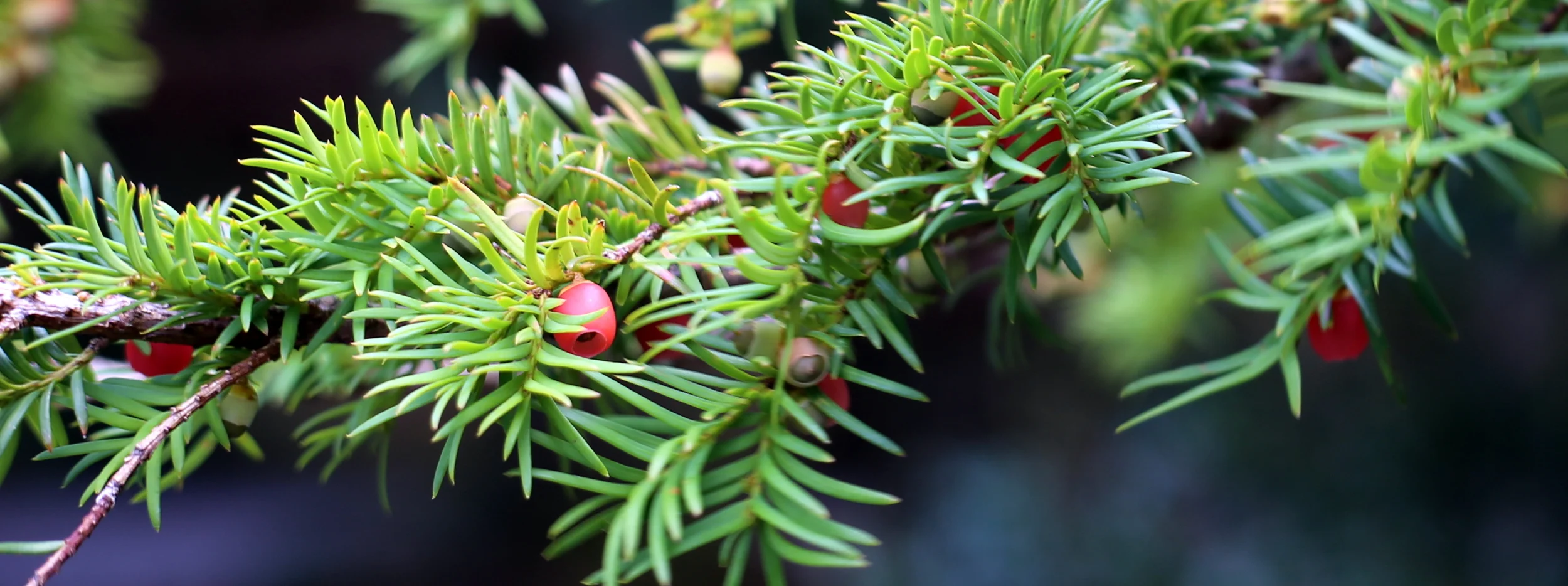 Do I need Anti Wrinkle injections or Dermal Filler or Both?