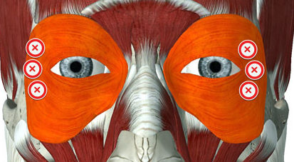 Orbicularis Oculi Muscle